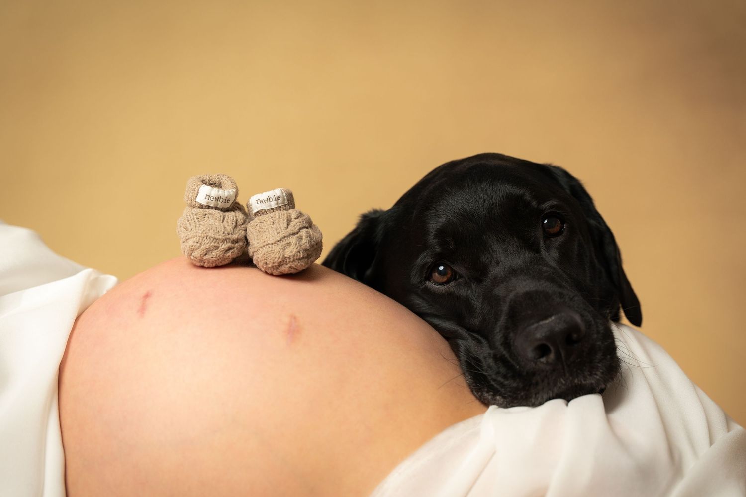 Närbild av gravidmage med bebisskor på magen och hund lutandes mot magen – fotografering i Jonsereds Fabriker.