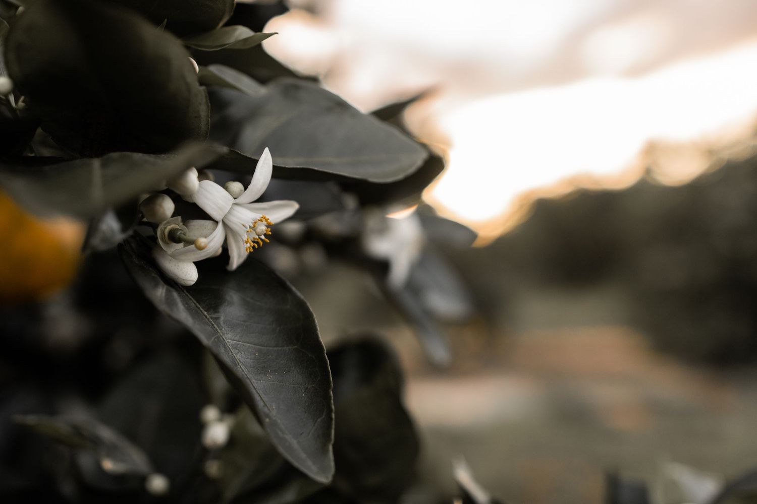 Close-up of a delicate white citrus blossom with dark green leaves against a blurred sunset background in Lake Wales.