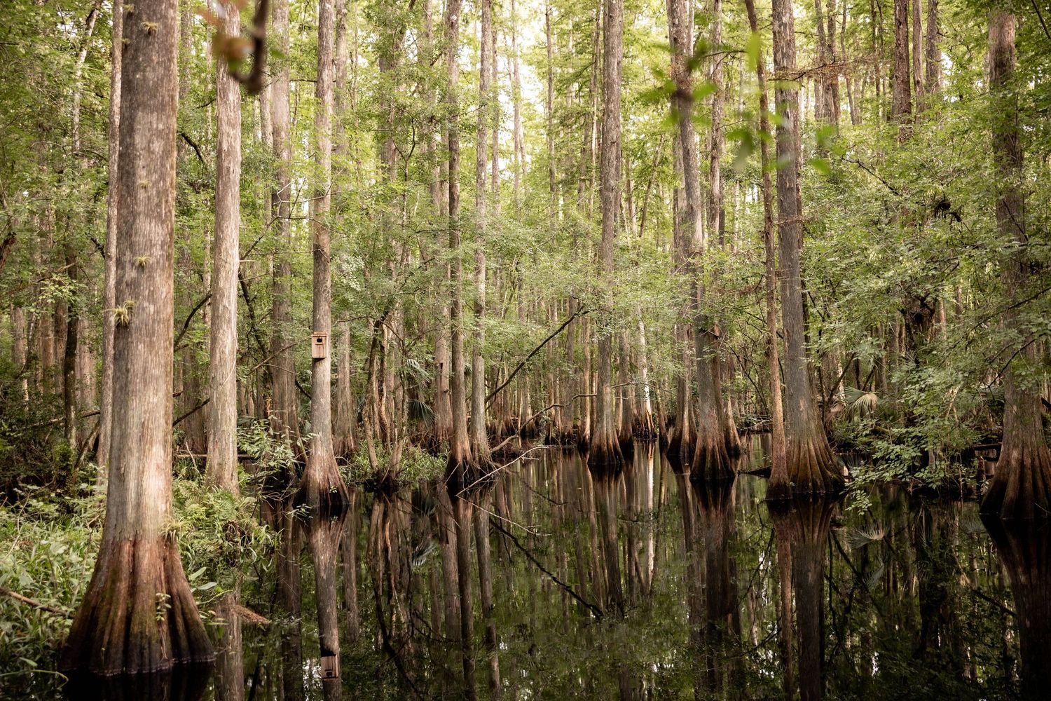 Cypress trees stand tall in a misty swamp with dark reflective waters in a southern wetland forest.