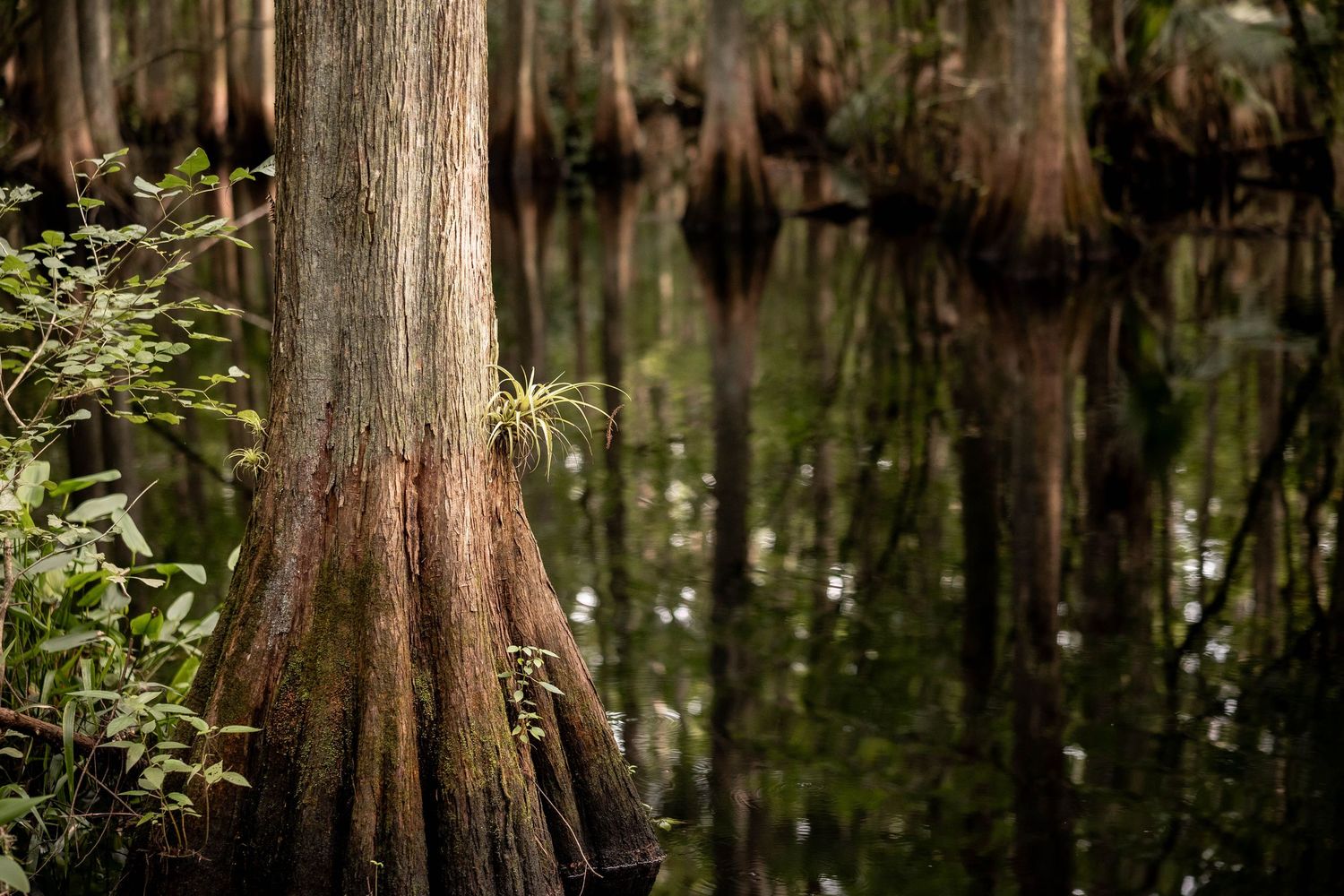 Cypress tree trunks rise from dark reflective swamp waters in a misty southern bayou.