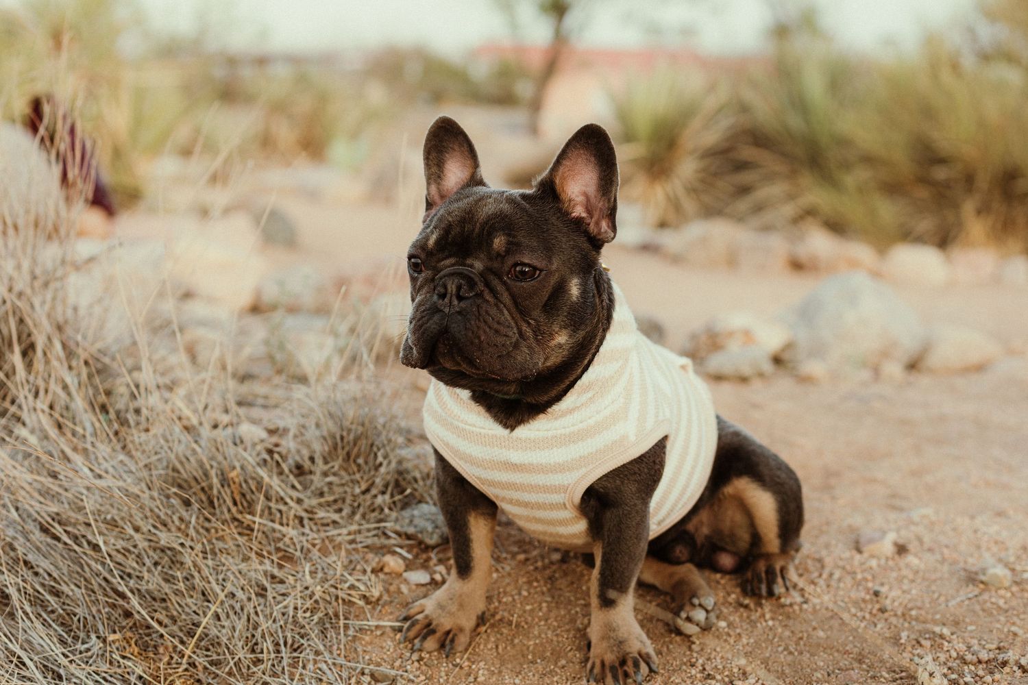 A dark French Bulldog wearing a white sweater sits in a sandy desert landscape.