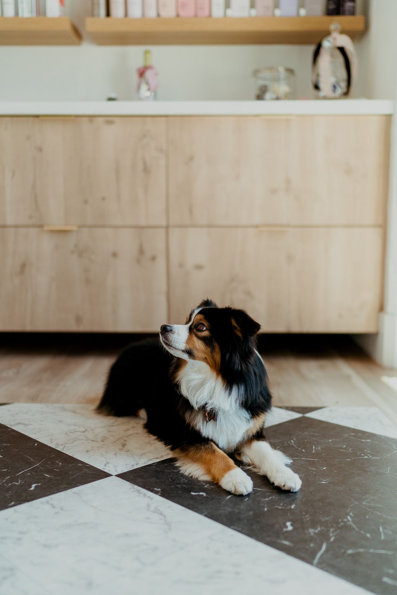 A tricolor Australian Shepherd dog lies on a checkered floor in front of wooden kitchen cabinets.