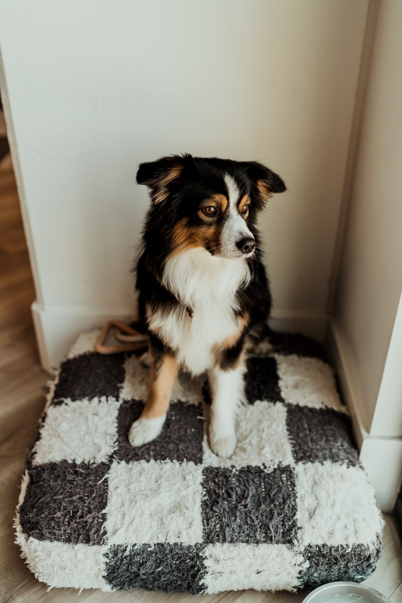A tricolor Australian Shepherd dog sits attentively on a checkered rug near a wall.