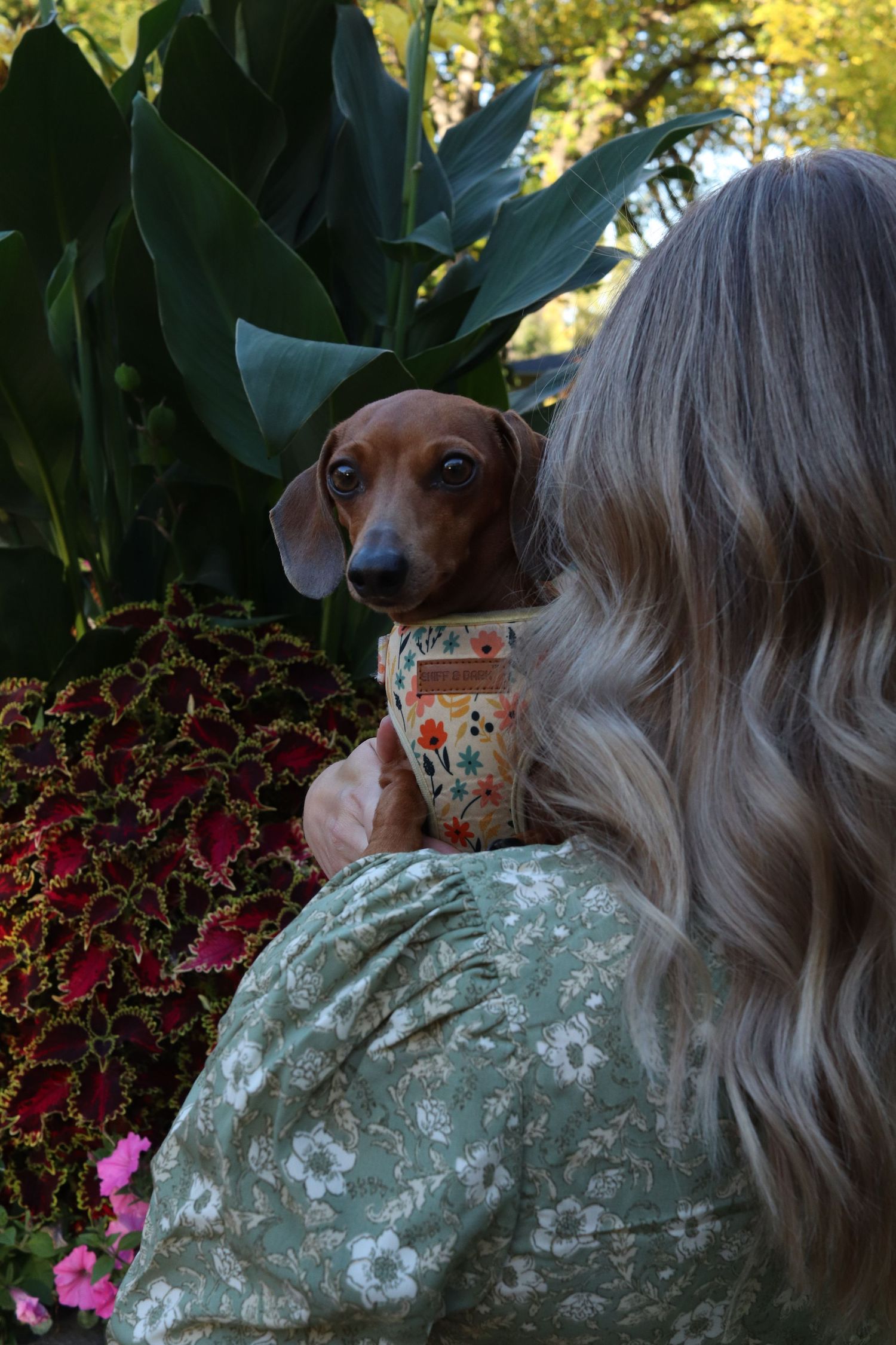 Dachshund puppy peeks over shoulder while being held next to colorful garden plants and flowers in outdoor setting.