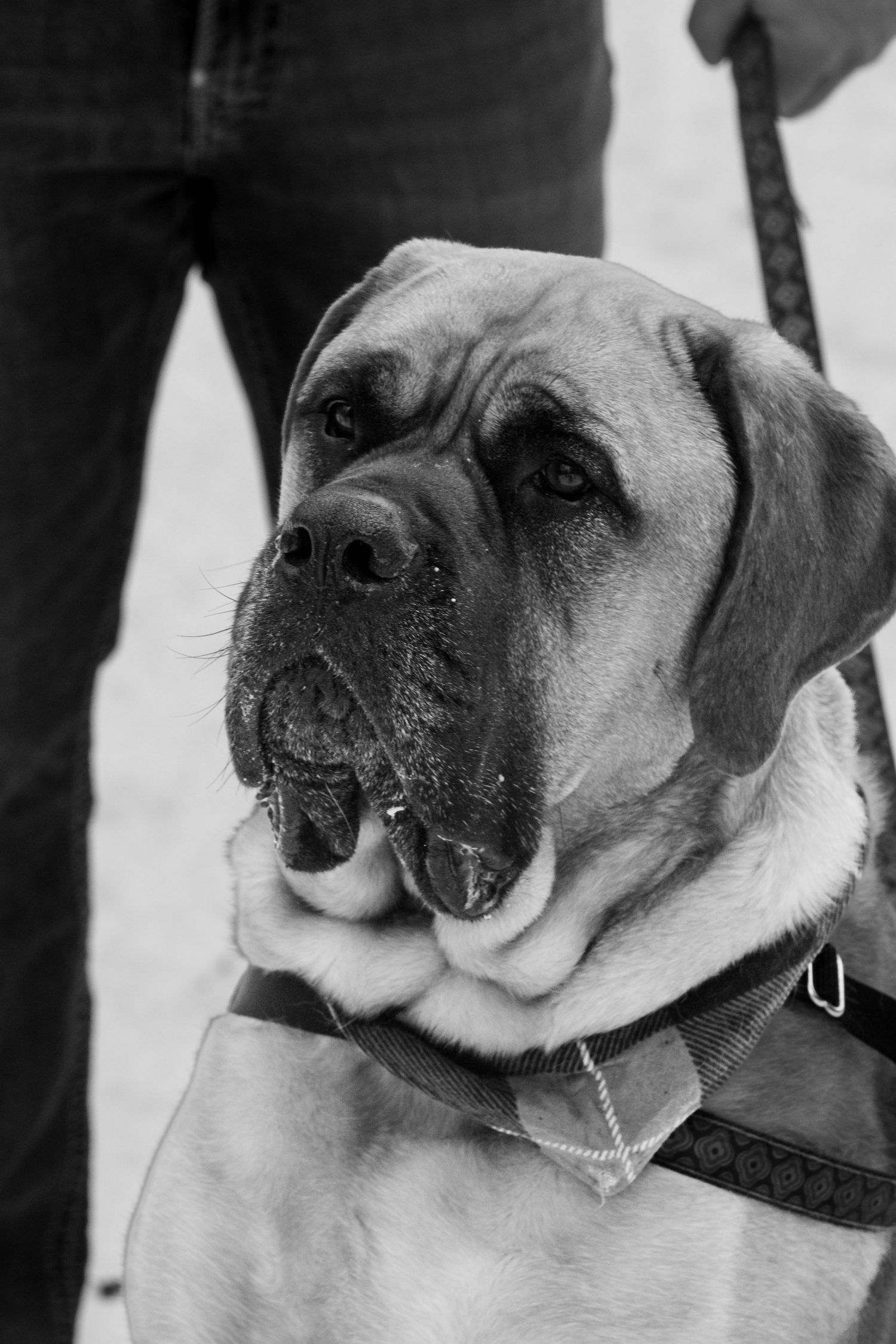 Black and white portrait of a mastiff dog with gentle eyes and wrinkled face wearing a collar.