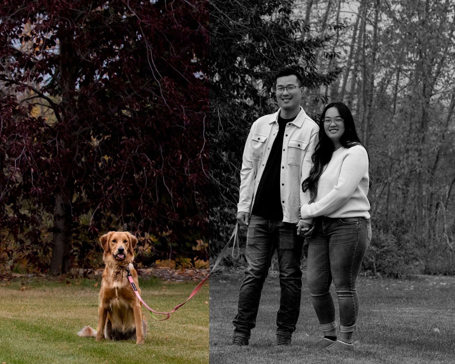 A couple in casual attire walks their golden retriever on a leash in a park with selective color effect applied.