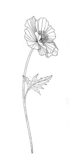 A delicate line drawing of a poppy flower with a long stem and serrated leaves, rendered in elegant black strokes.