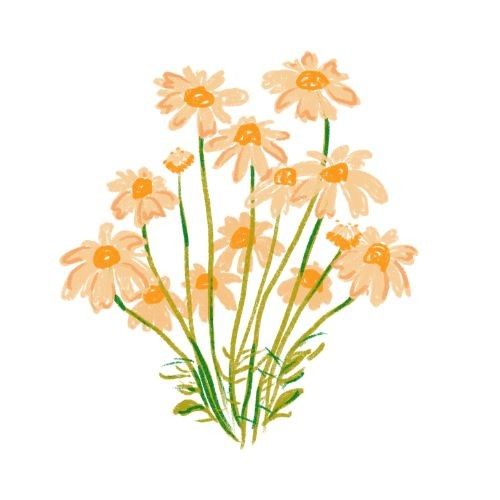 A delicate watercolor illustration of peach-colored daisies with green stems arranged in a natural bouquet.