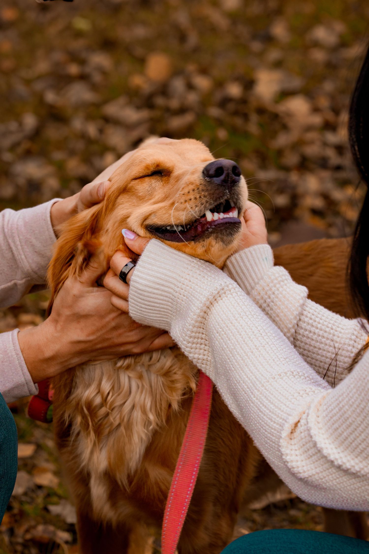 A happy Golden Retriever enjoying pets and scratches while wearing a red leash against a background of autumn leaves.