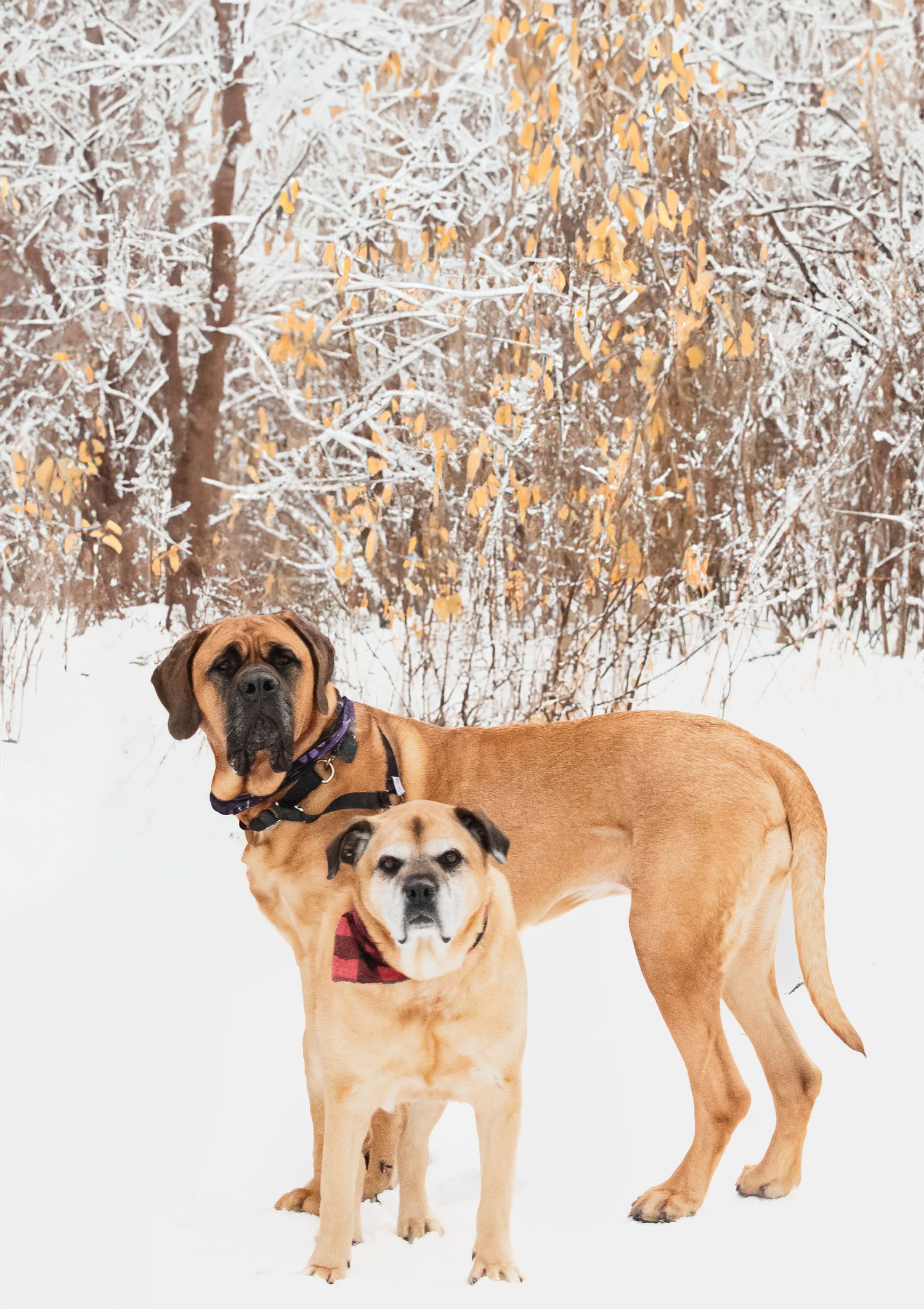Two tan dogs, a large mastiff and a smaller companion, stand together in a snowy winter landscape with frost-covered branches.