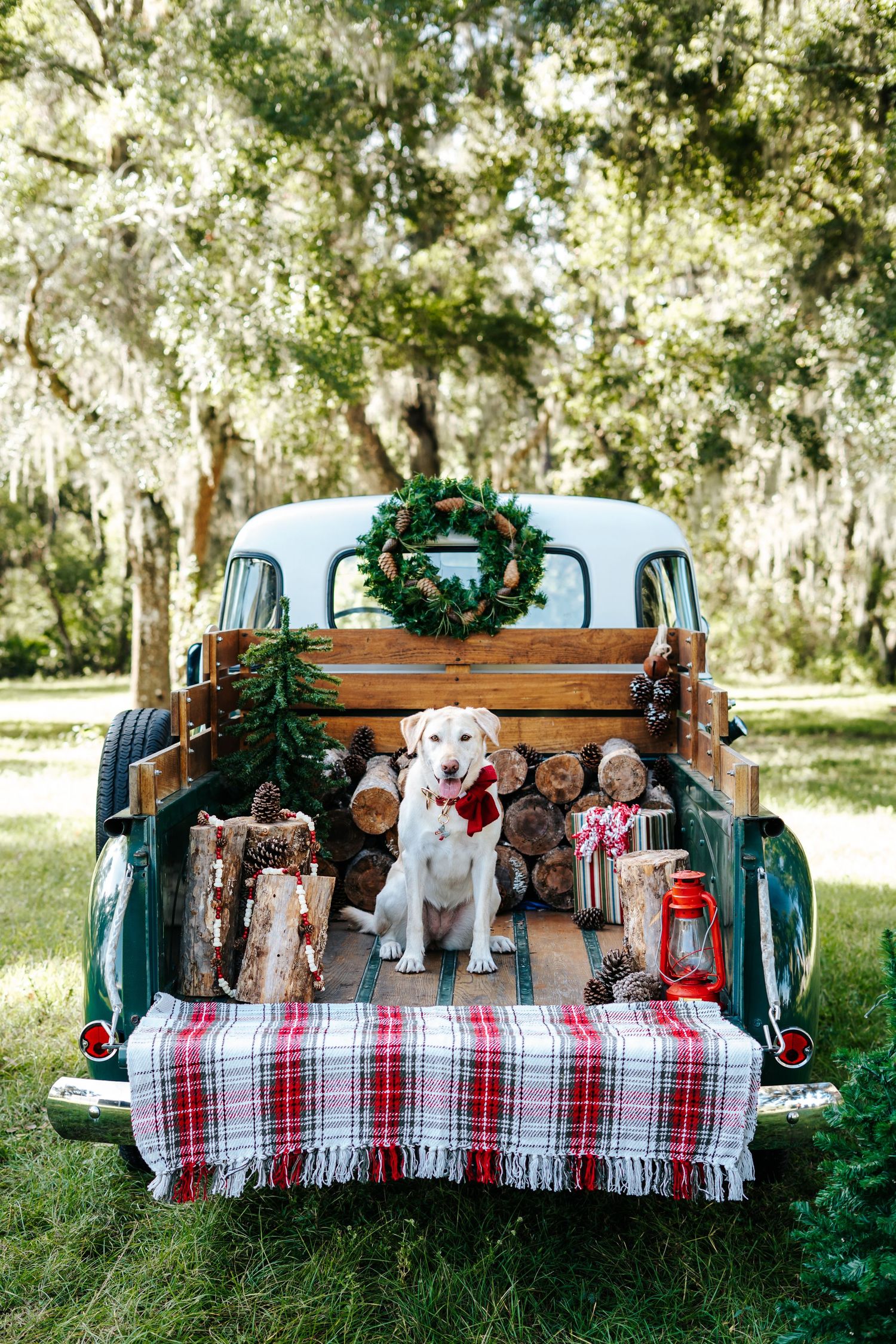Dogs sitting in vintage truck bed decorated with plaid blanket and holiday greenery.