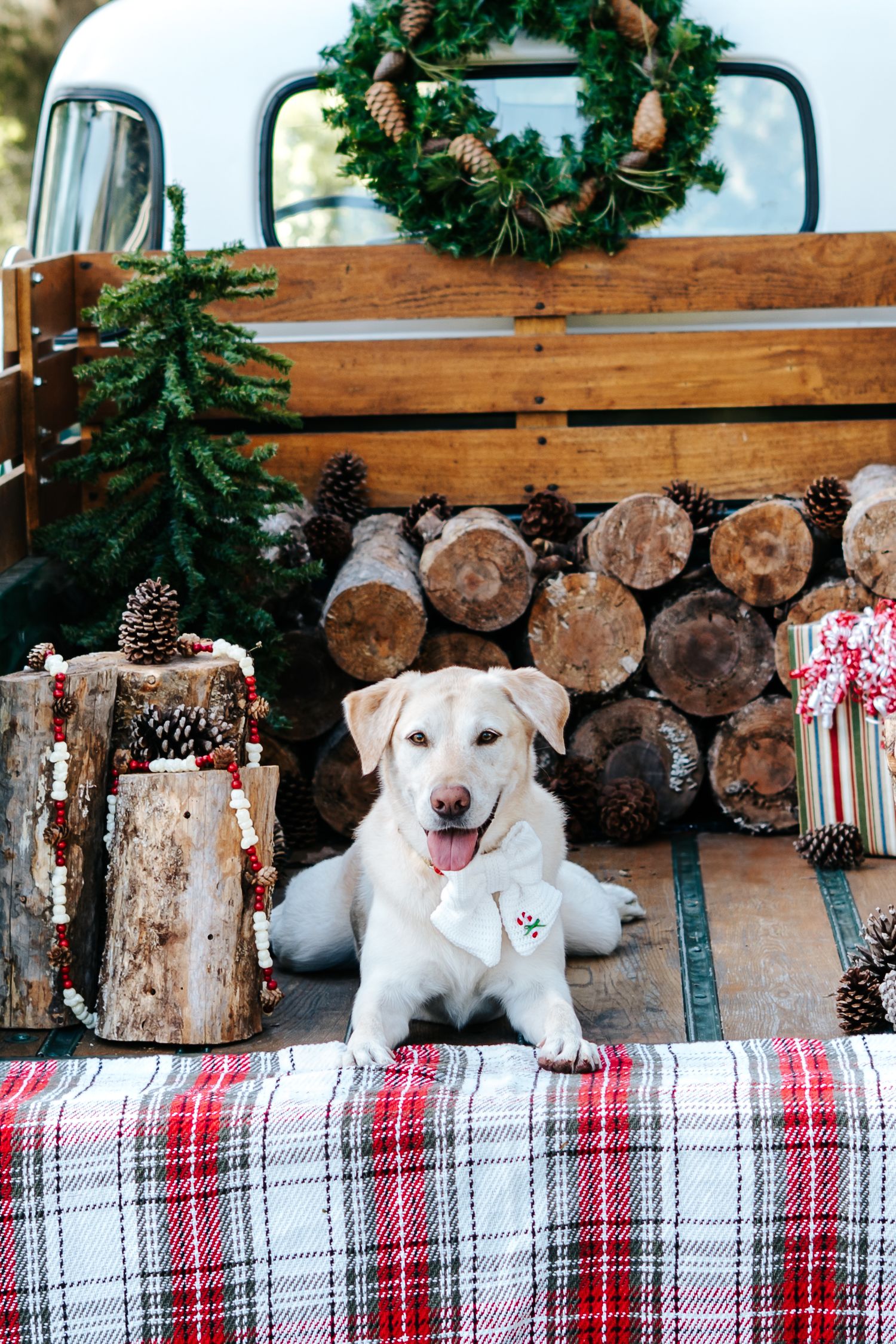 White dog wearing holiday attire poses on plaid blanket against rustic wood backdrop with Christmas decorations.