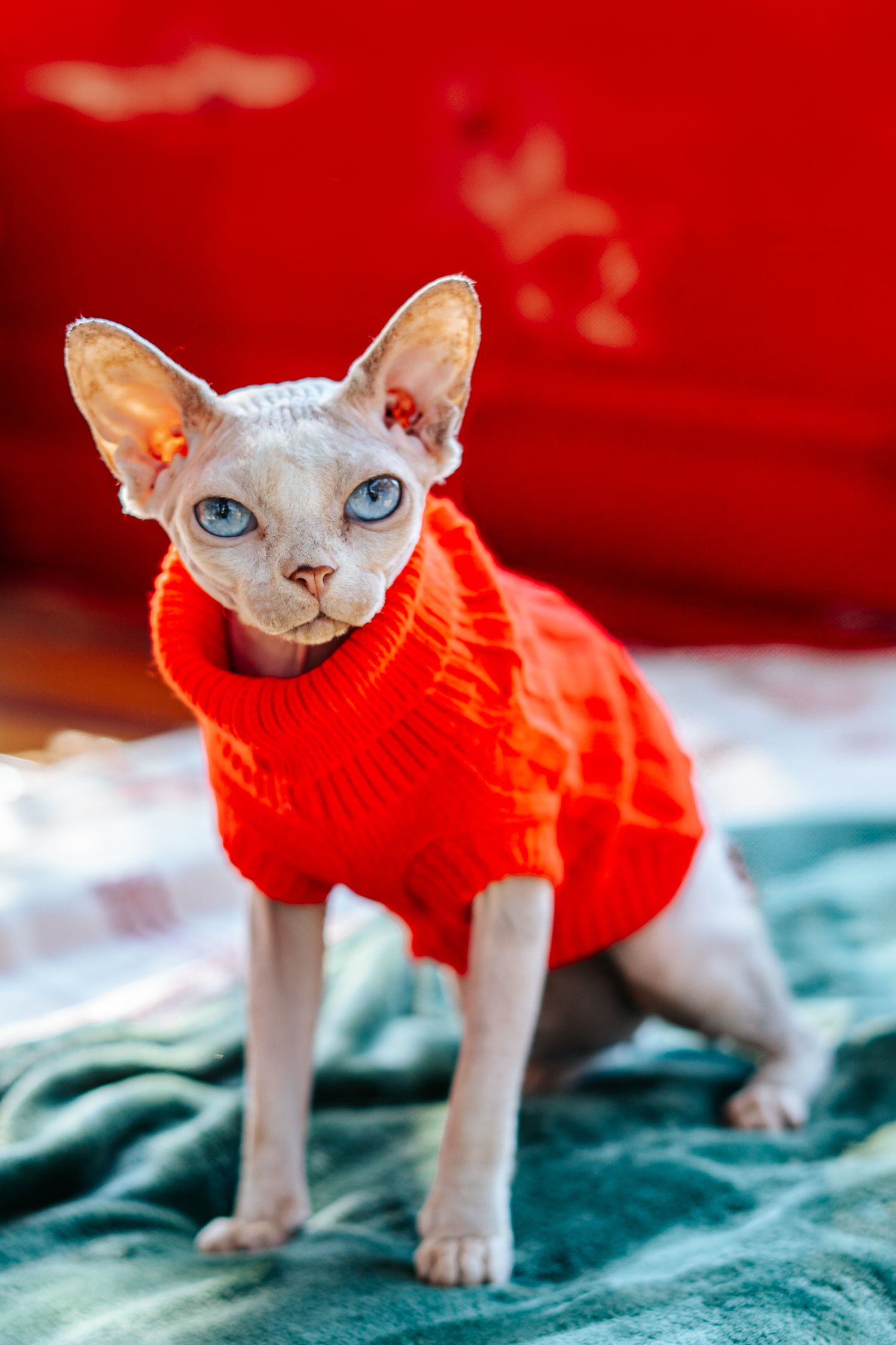White sphynx cat wearing bright red sweater poses on teal blanket.