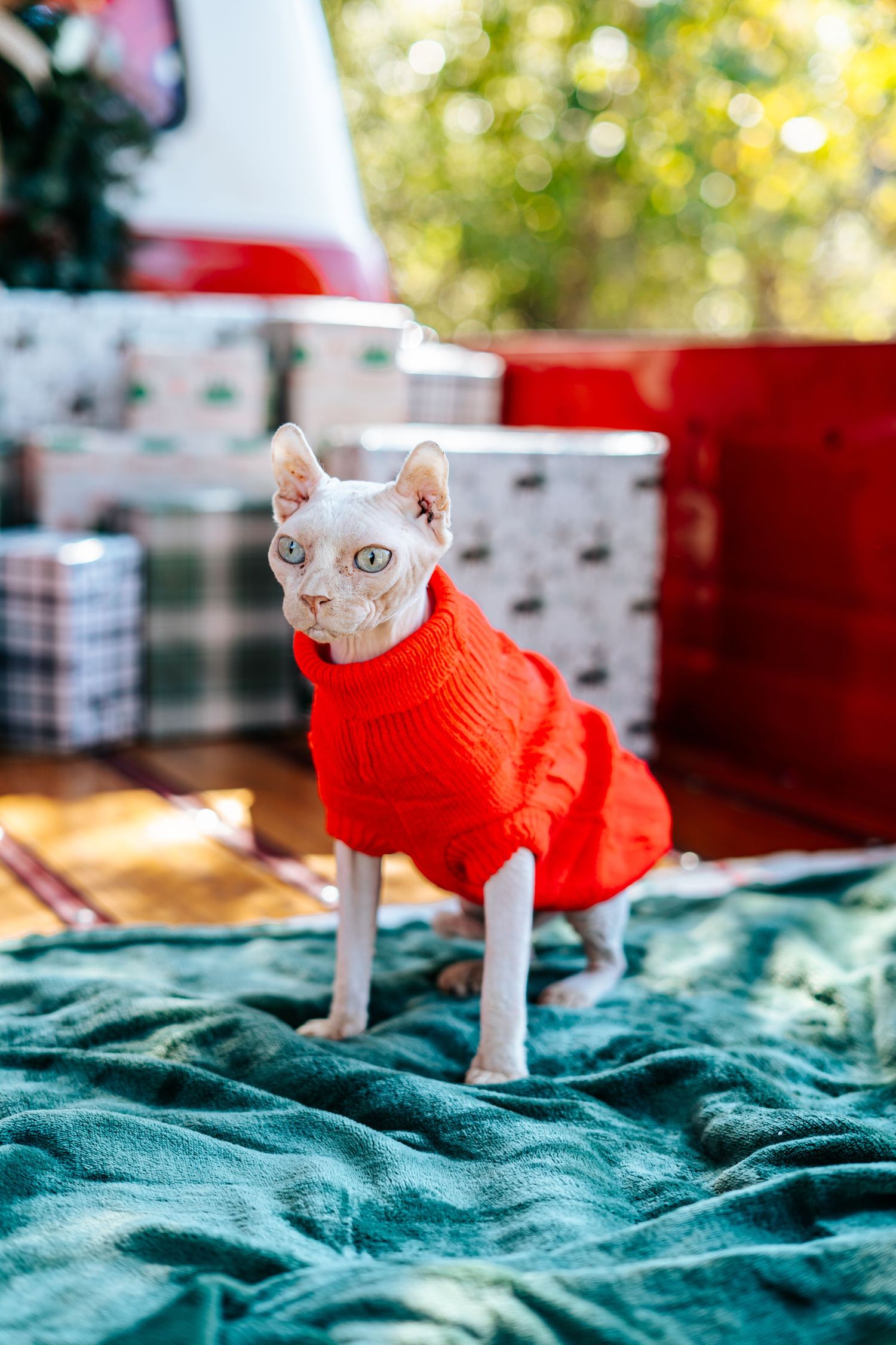 White sphynx cat in red sweater poses on teal blanket with bokeh background.