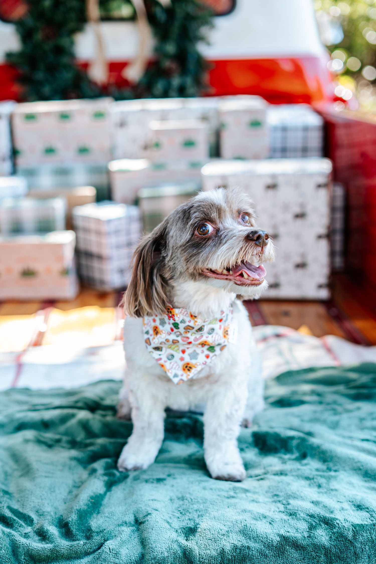 Small white dog wearing a floral bandana sits on a teal blanket with holiday decorations in the background.