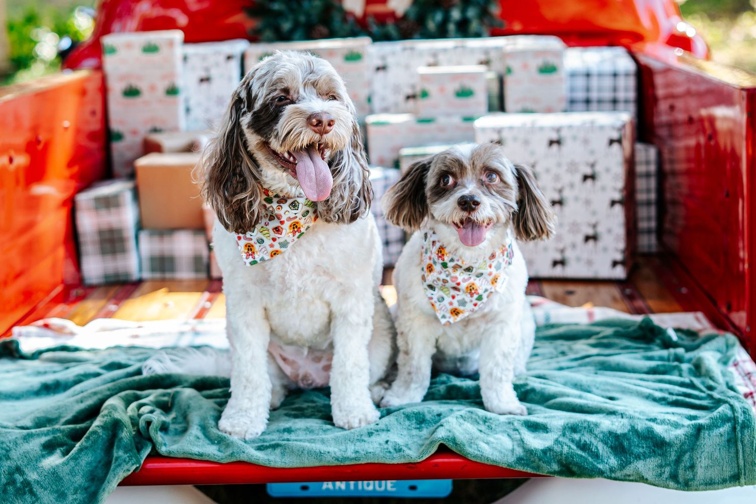 White dog wearing floral bandana sits on teal blanket with red and white holiday decor.