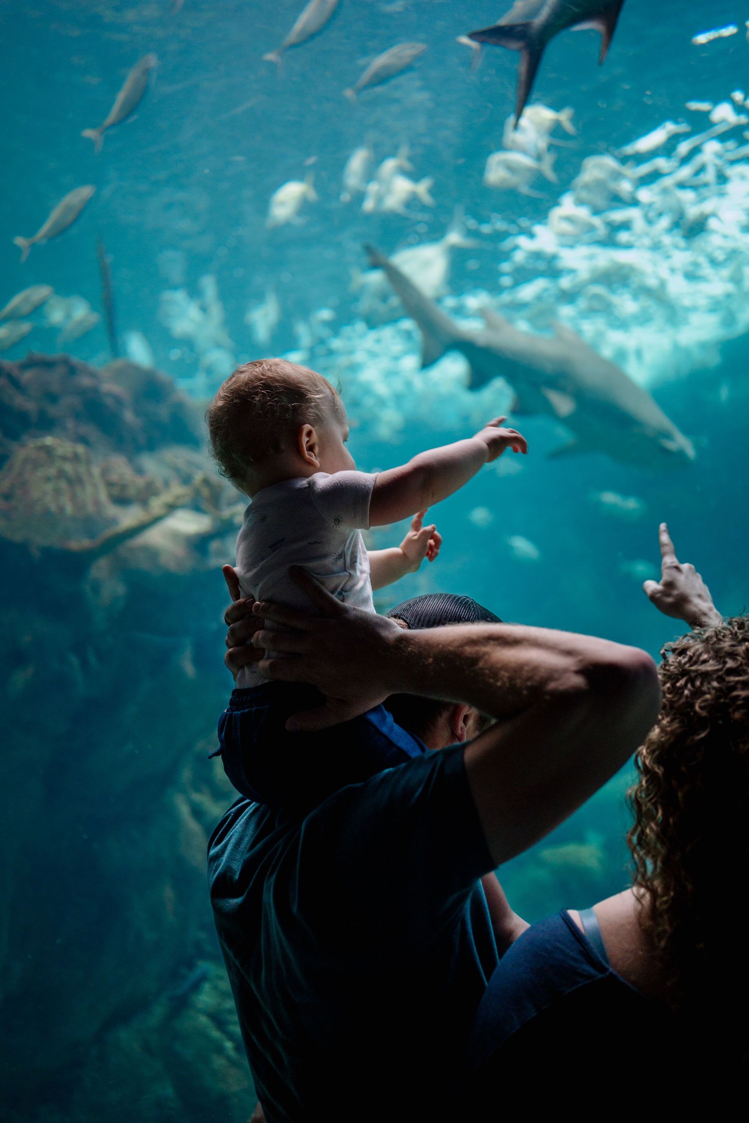 Baby on father's shoulders points at sharks and fish in a large aquarium tank while family watches in awe.