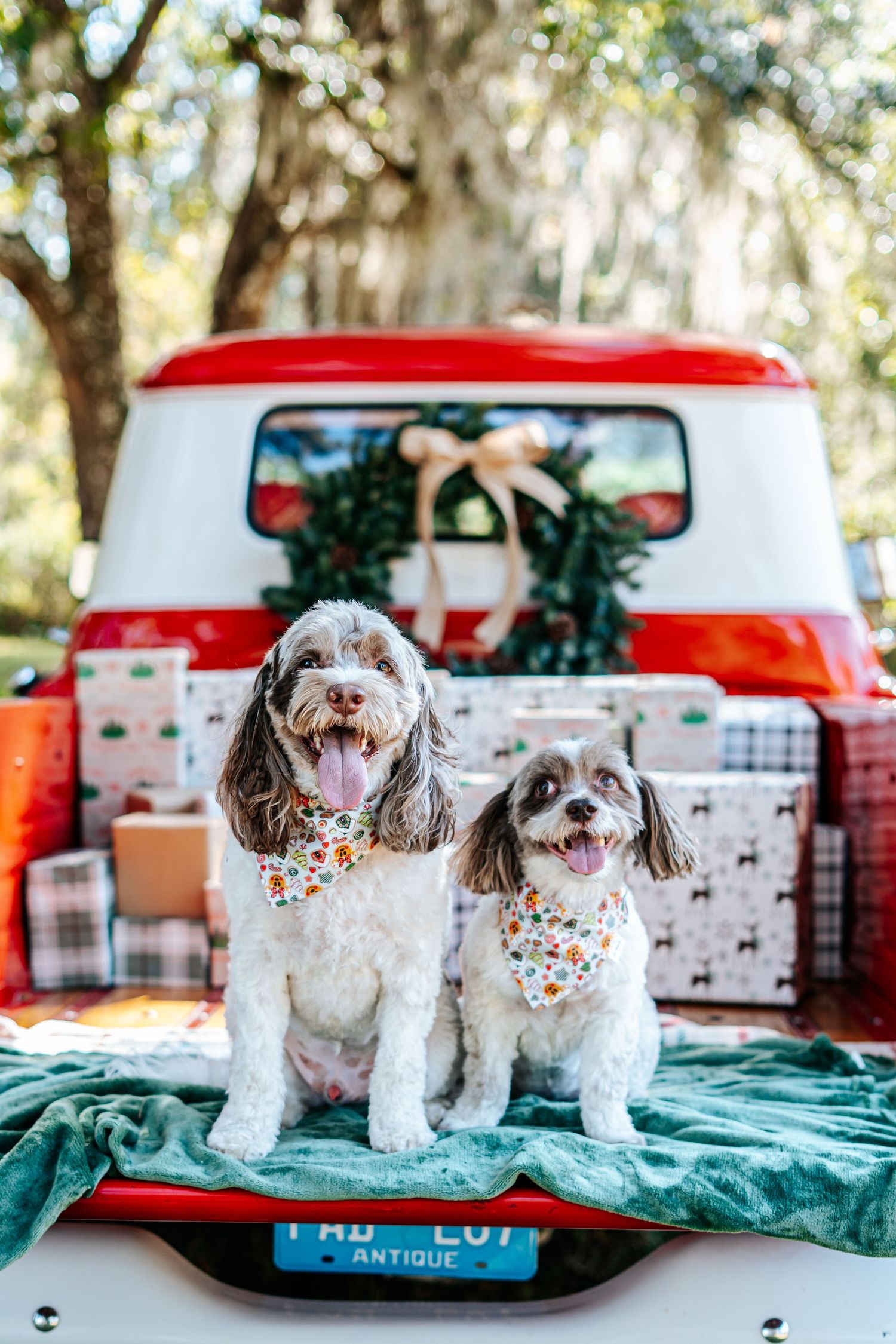 Three small white dogs sitting on blanket in front of vintage red truck with holiday decorations.