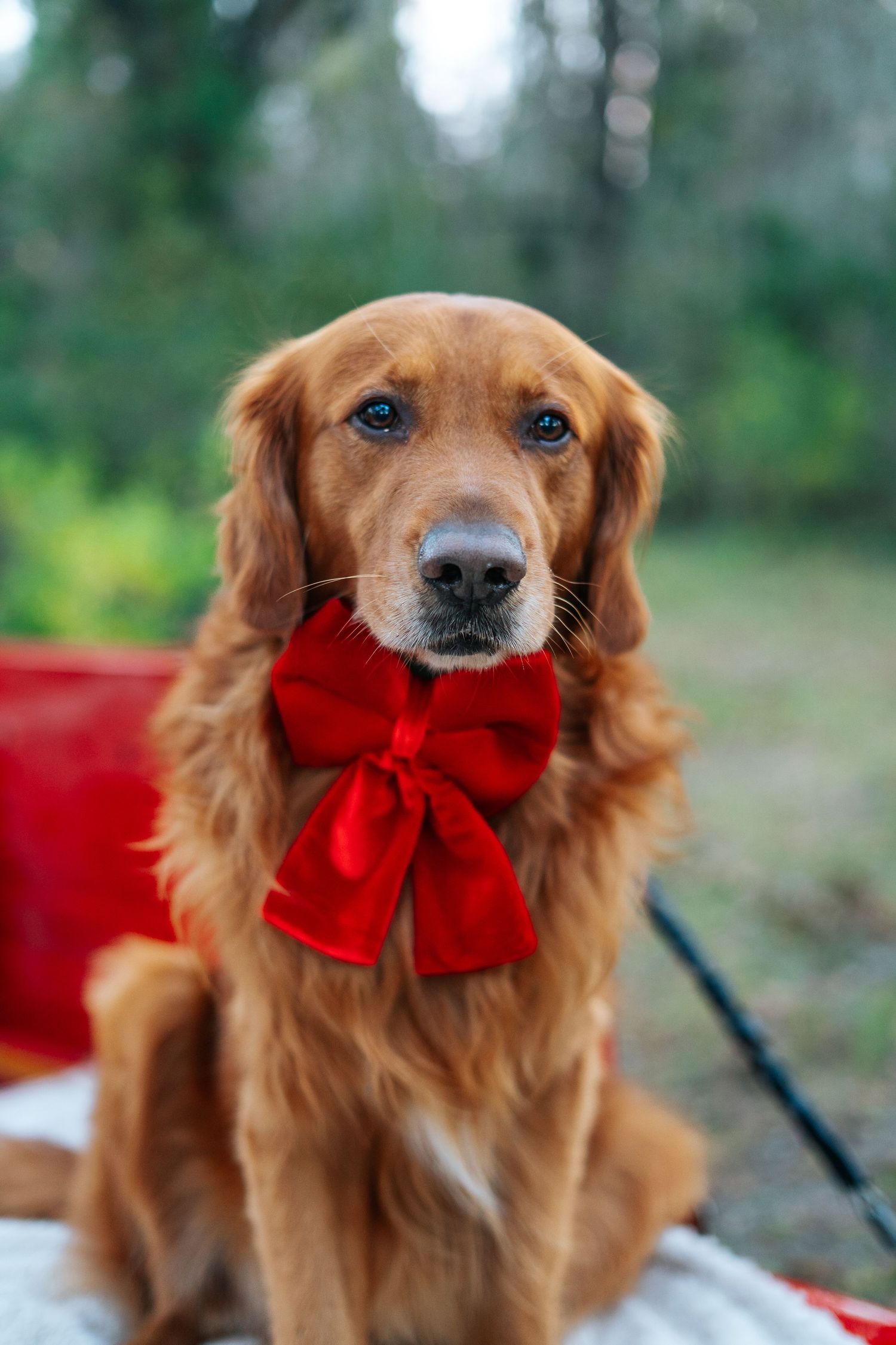 Golden retriever wearing red bow tie poses outdoors during holiday photoshoot.