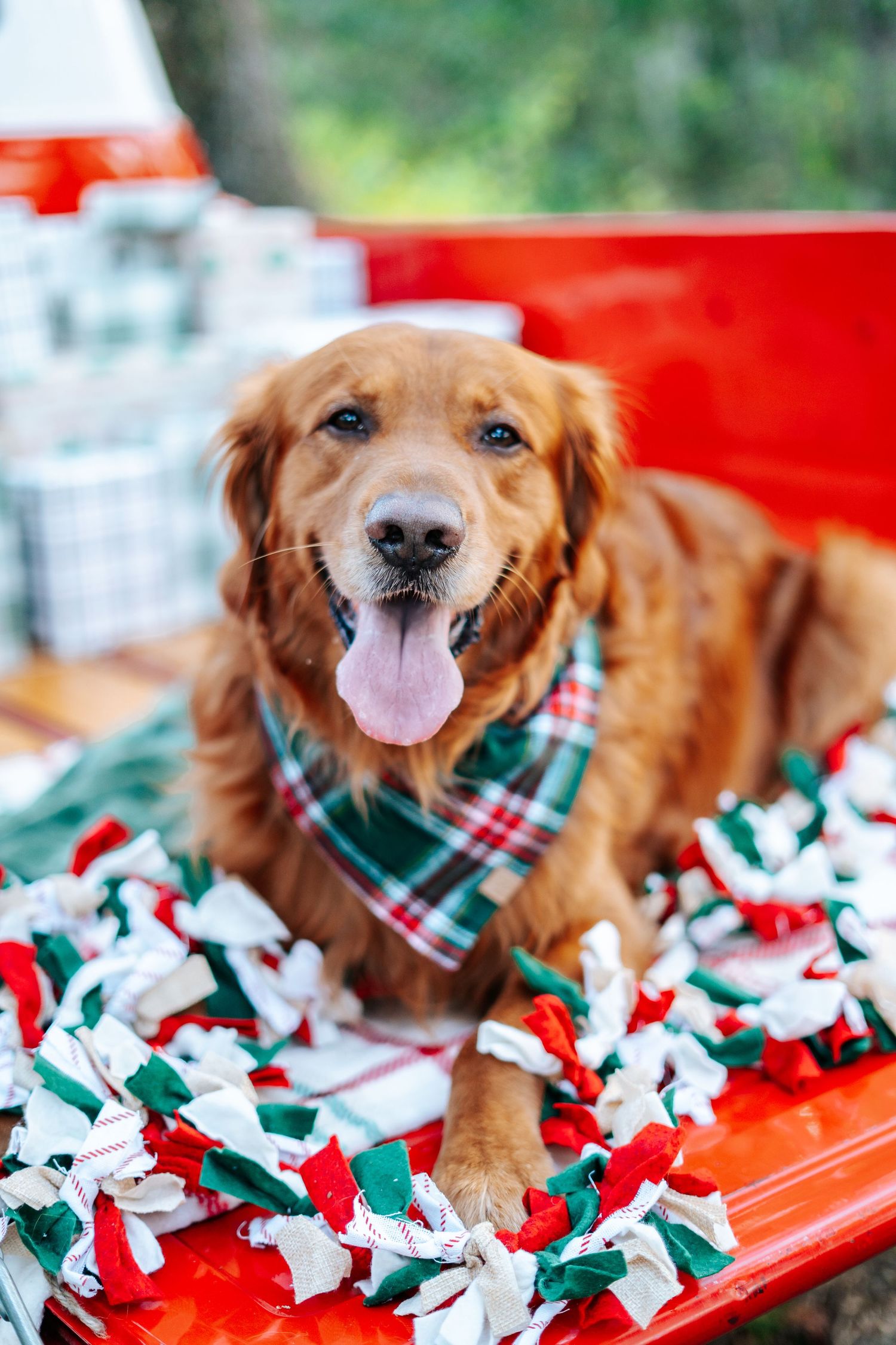 Golden retriever lying on red surface surrounded by red, white and green holiday decorations.