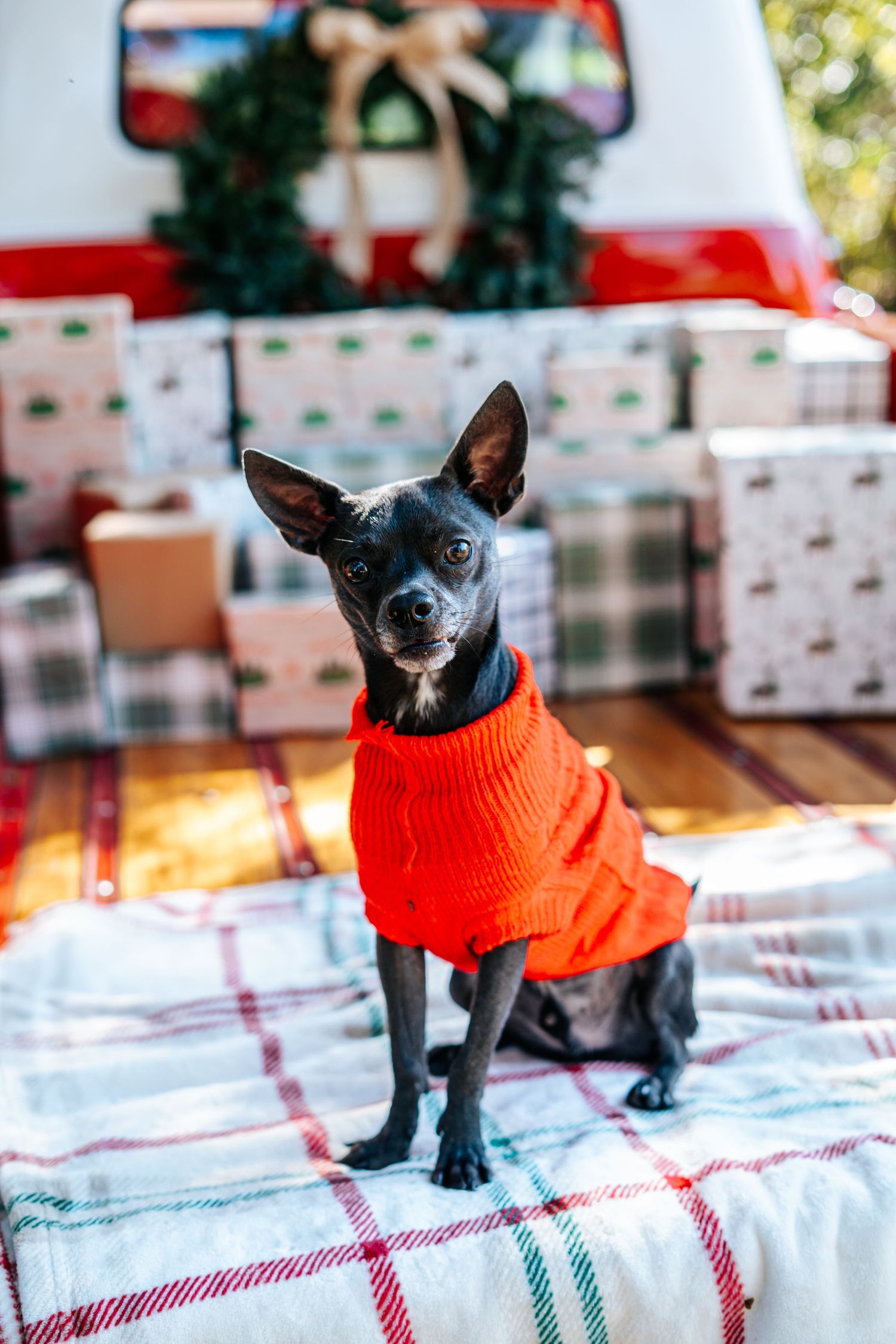 Black chihuahua wearing orange sweater poses on plaid blanket.