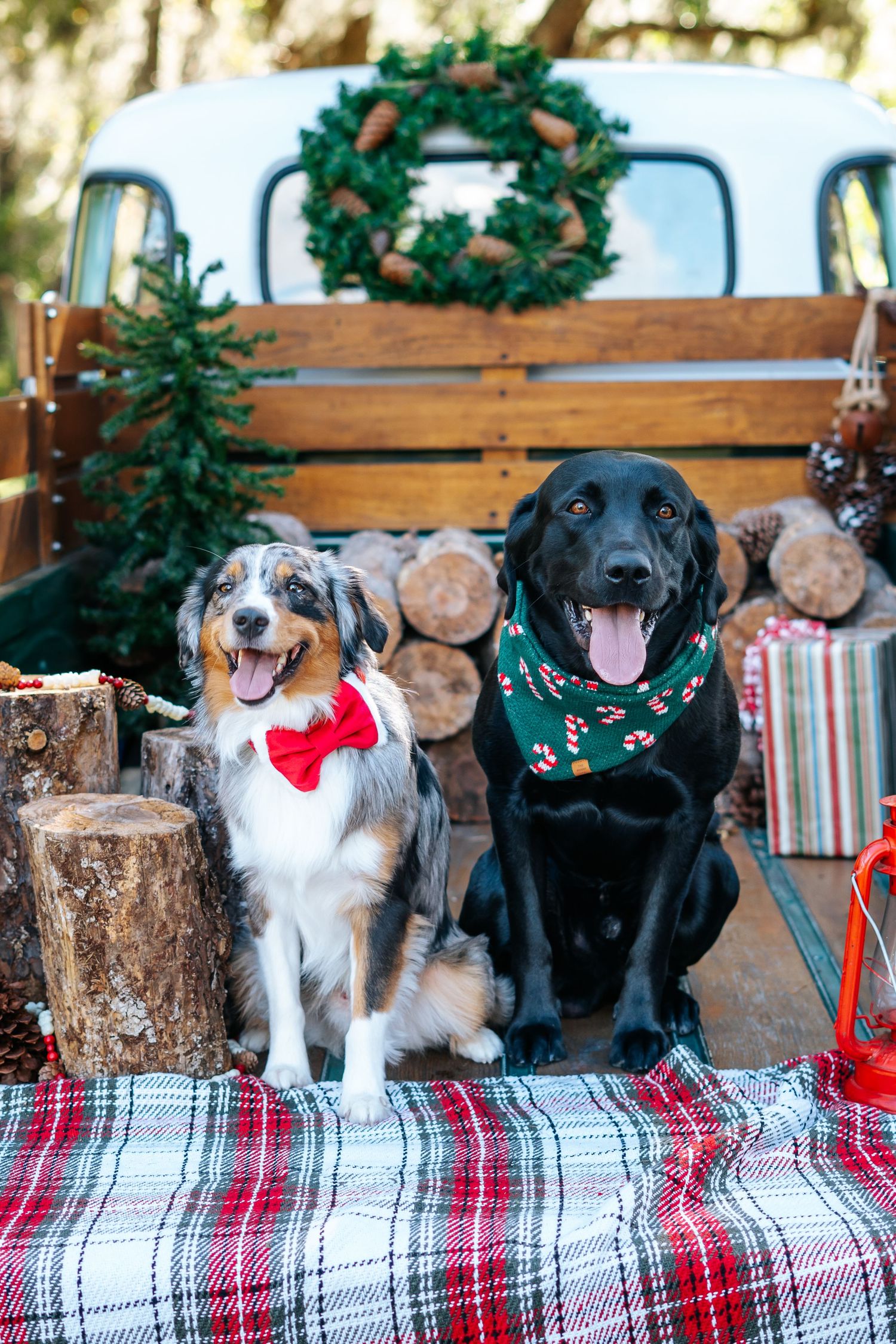 Group of dogs wearing holiday accessories pose together on plaid blanket with Christmas decorations.