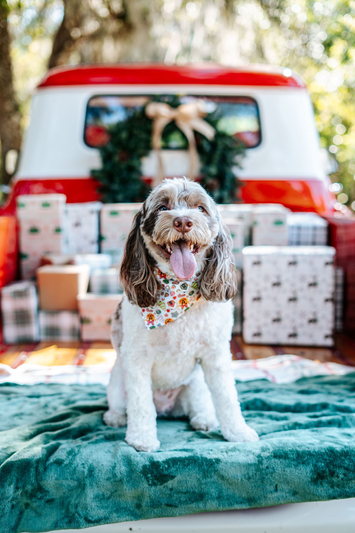 White dog with long ears poses on teal blanket with festive holiday backdrop.