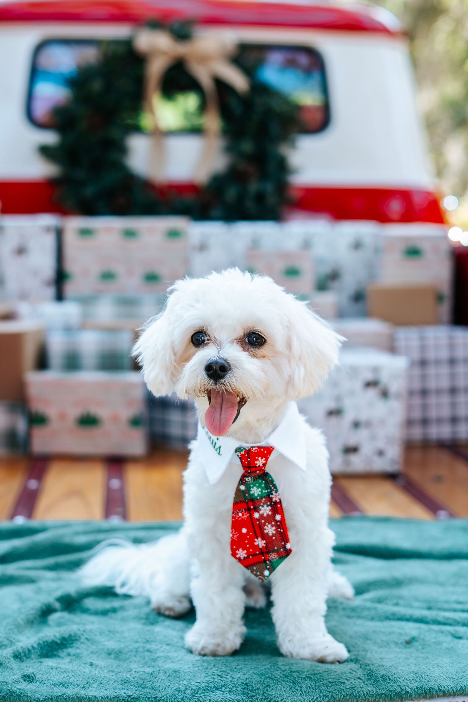 Small white dog wearing a festive Christmas tie poses on green blanket during holiday photoshoot.