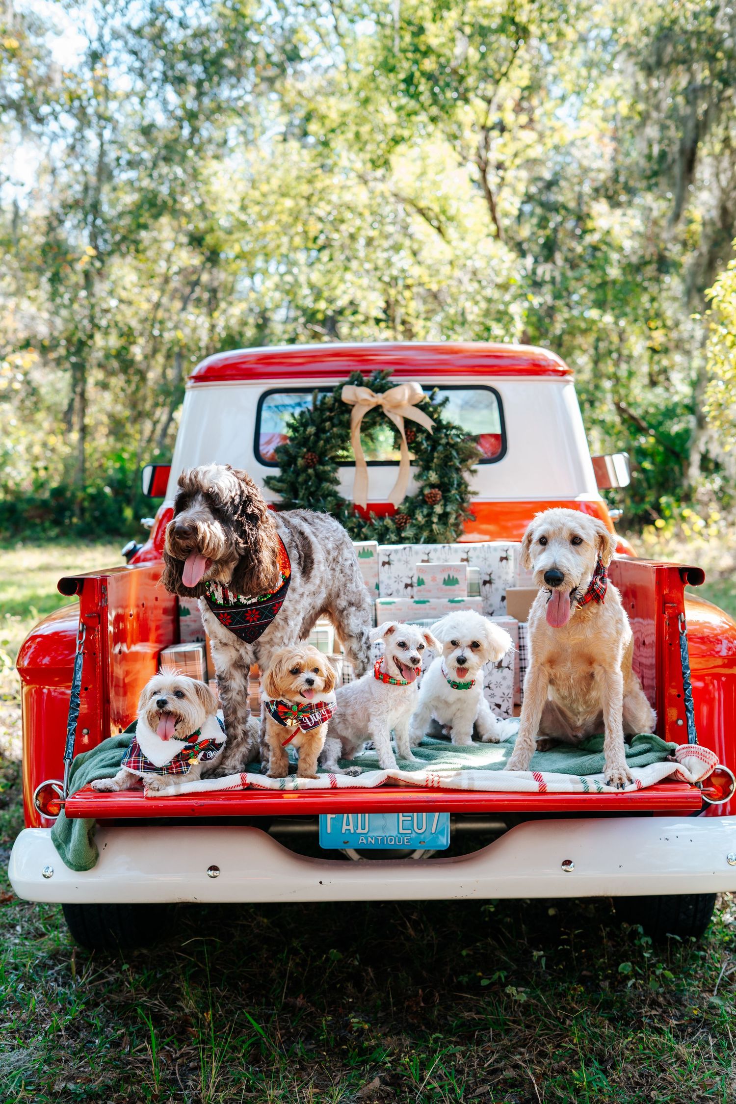 Group of small dogs posing in back of vintage red pickup truck with holiday decorations.