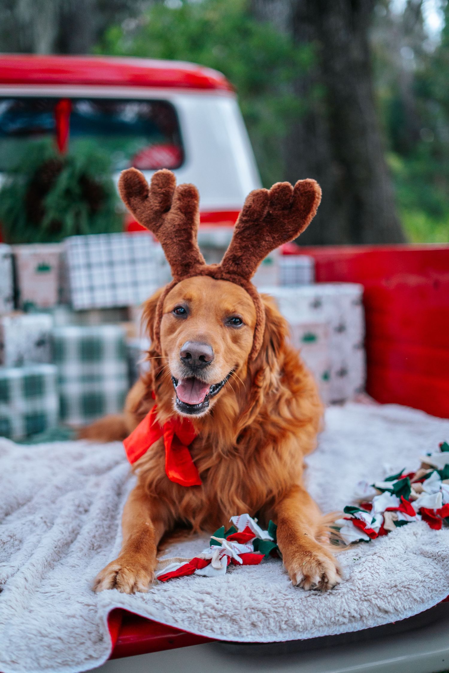 Golden retriever wearing reindeer antlers poses with holiday decorations on white surface.