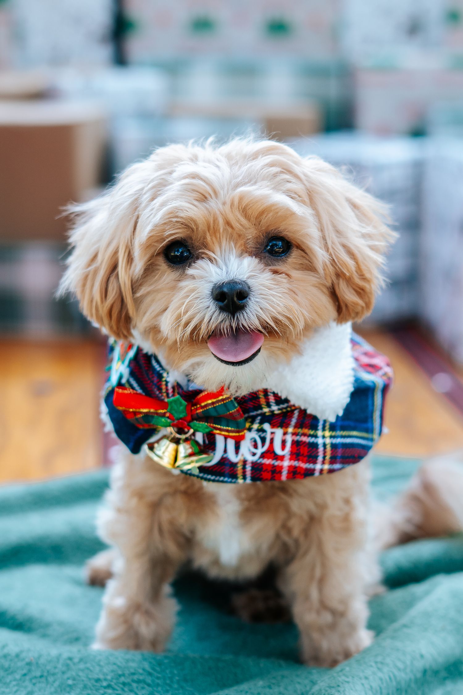 Small fluffy dog wearing plaid holiday bandana lies on teal blanket.