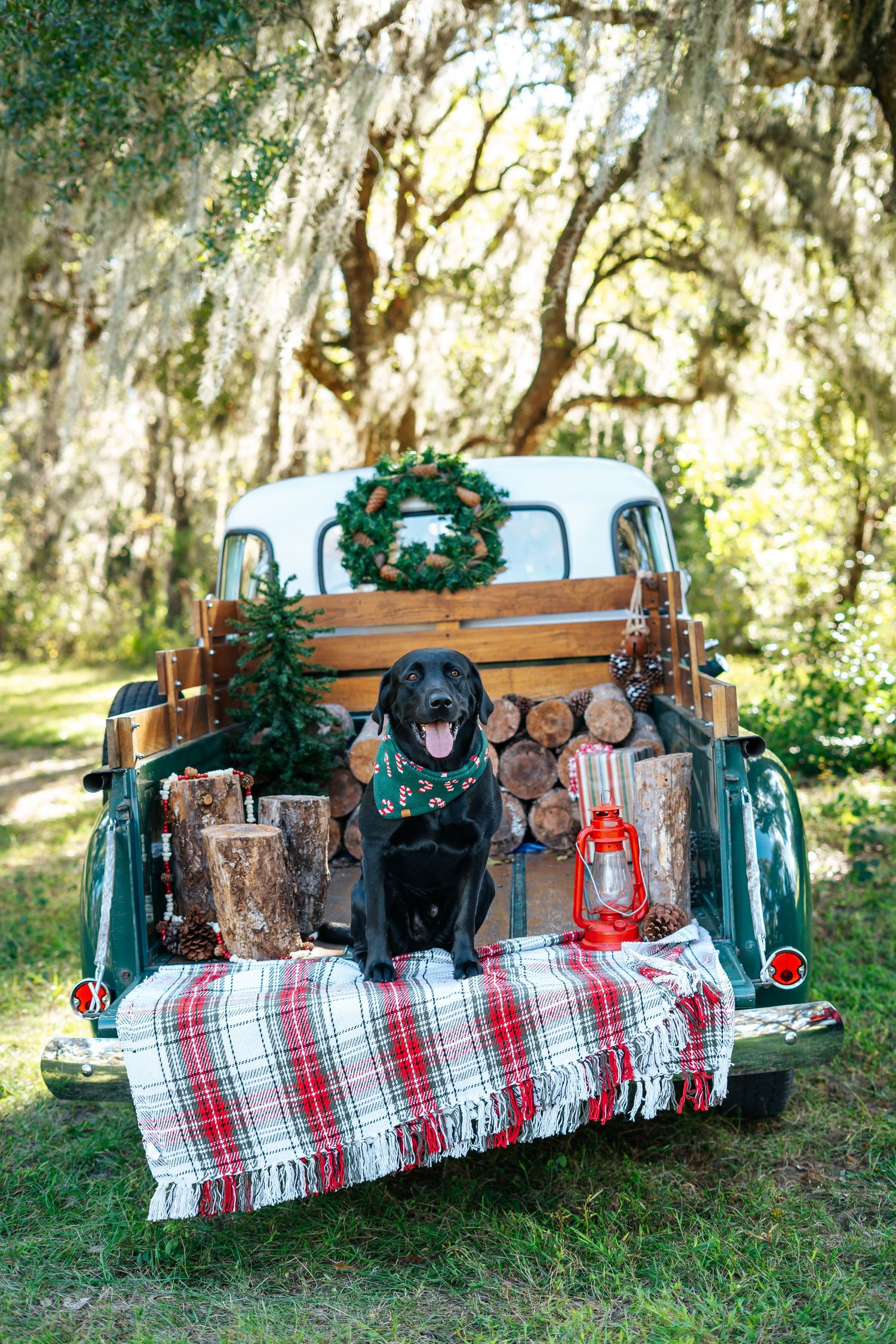 Dogs arranged on vintage truck bed with holiday decorations and plaid blanket in outdoor setting.