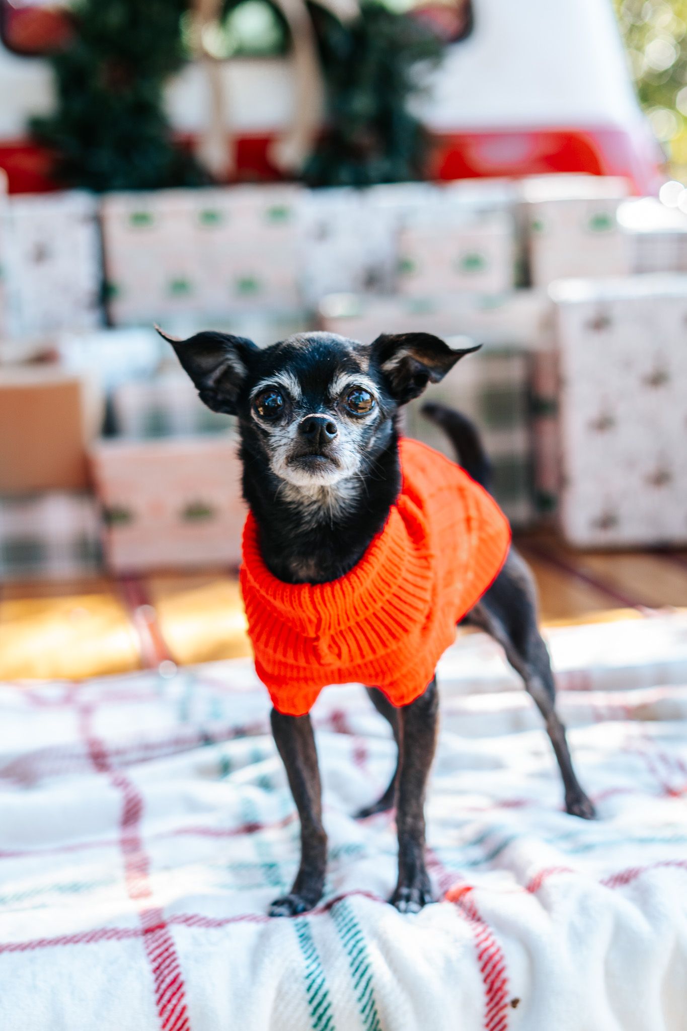 Black and white chihuahua in red sweater stands on plaid blanket.