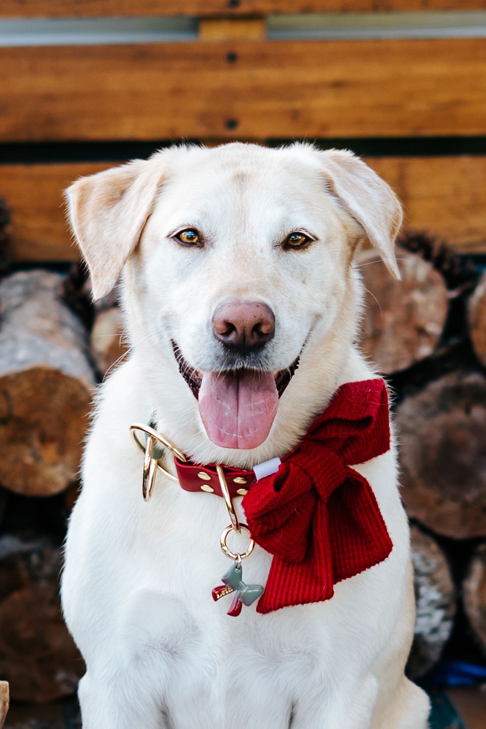 White dog with red bow tie smiling during Christmas photo session.