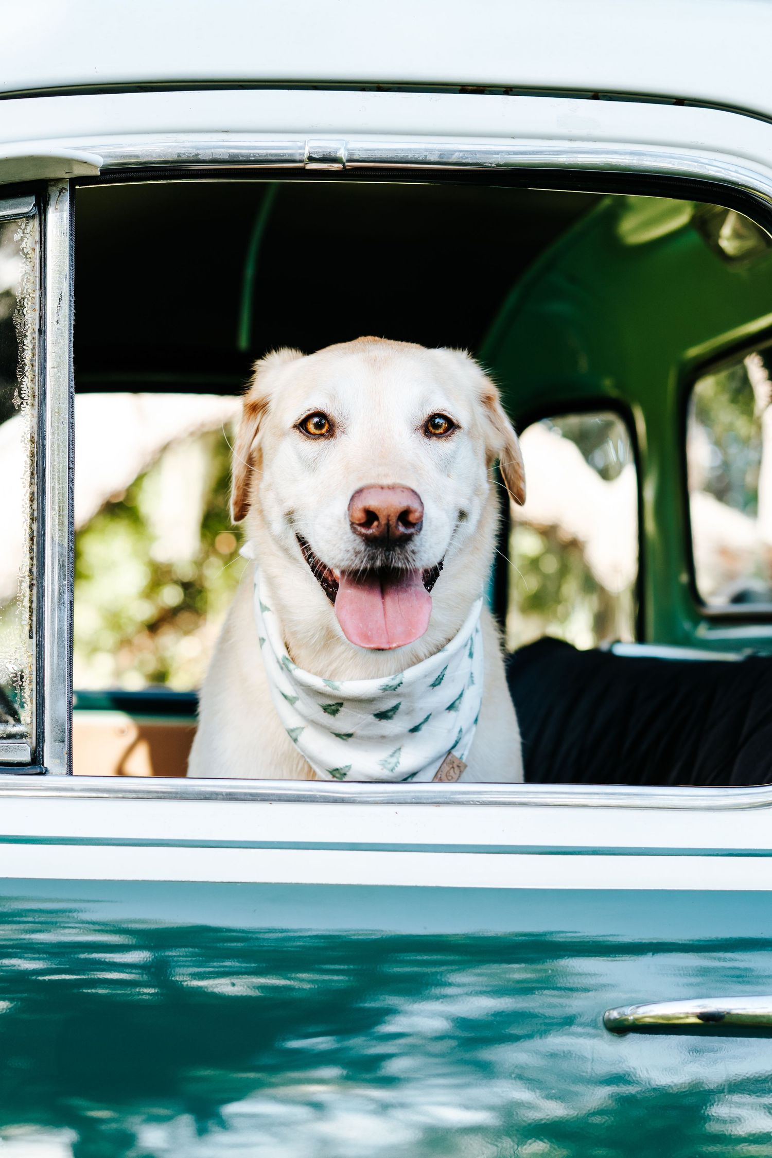 Happy white dog peeking through vintage car window during holiday photoshoot.