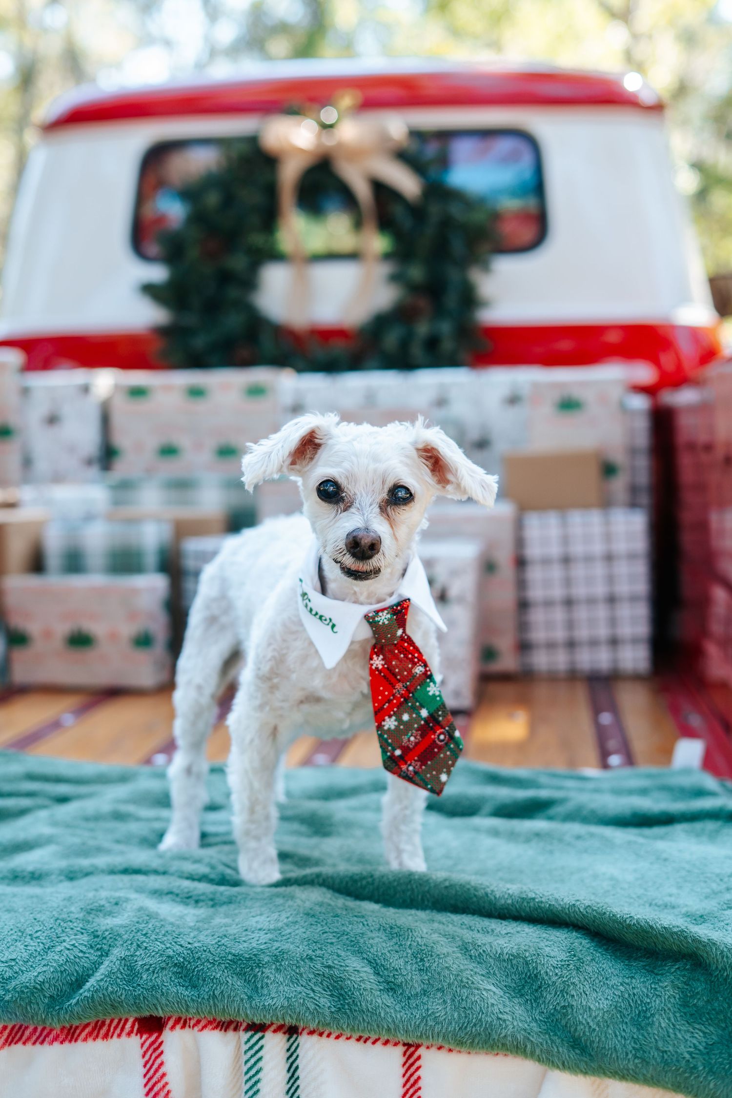 Adorable white dog wearing Christmas necktie poses on teal blanket with holiday decorations.