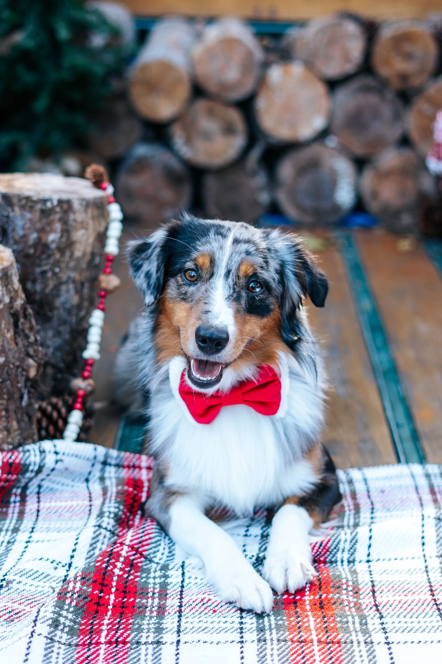 Australian shepherd with red bowtie lounges on plaid blanket during holiday photo shoot.