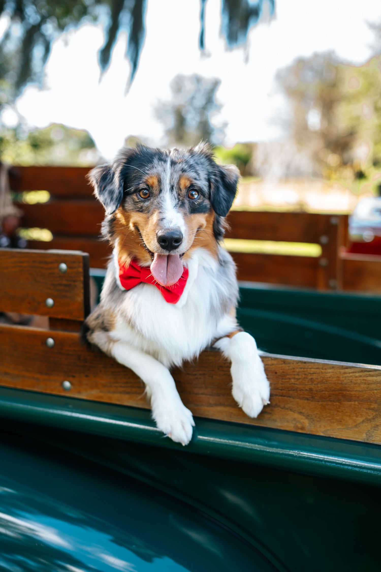 Australian shepherd wearing red bowtie peeks over wooden bench edge in outdoor setting.