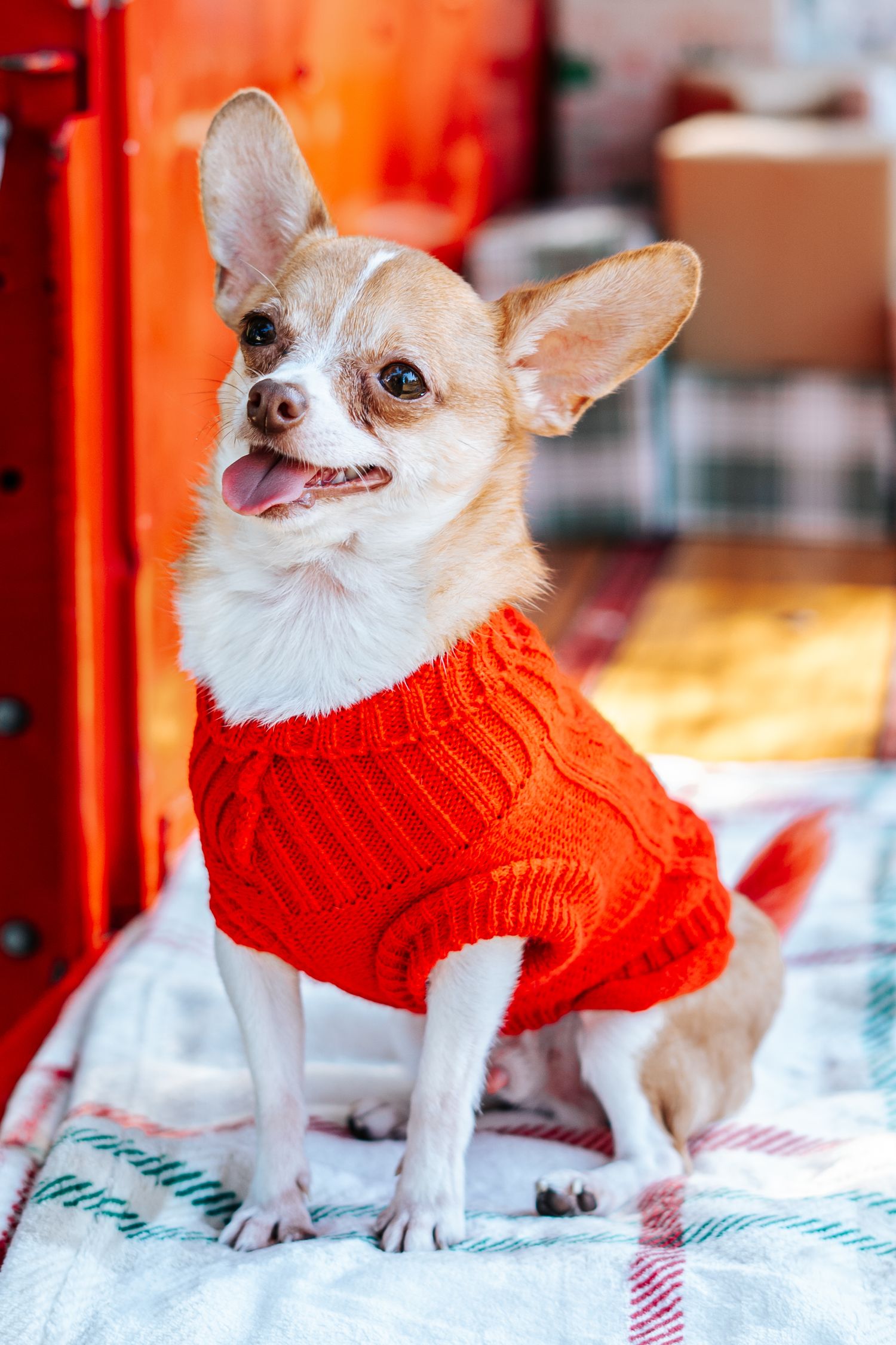 Chihuahua wearing red knit sweater sits on plaid blanket with festive background.