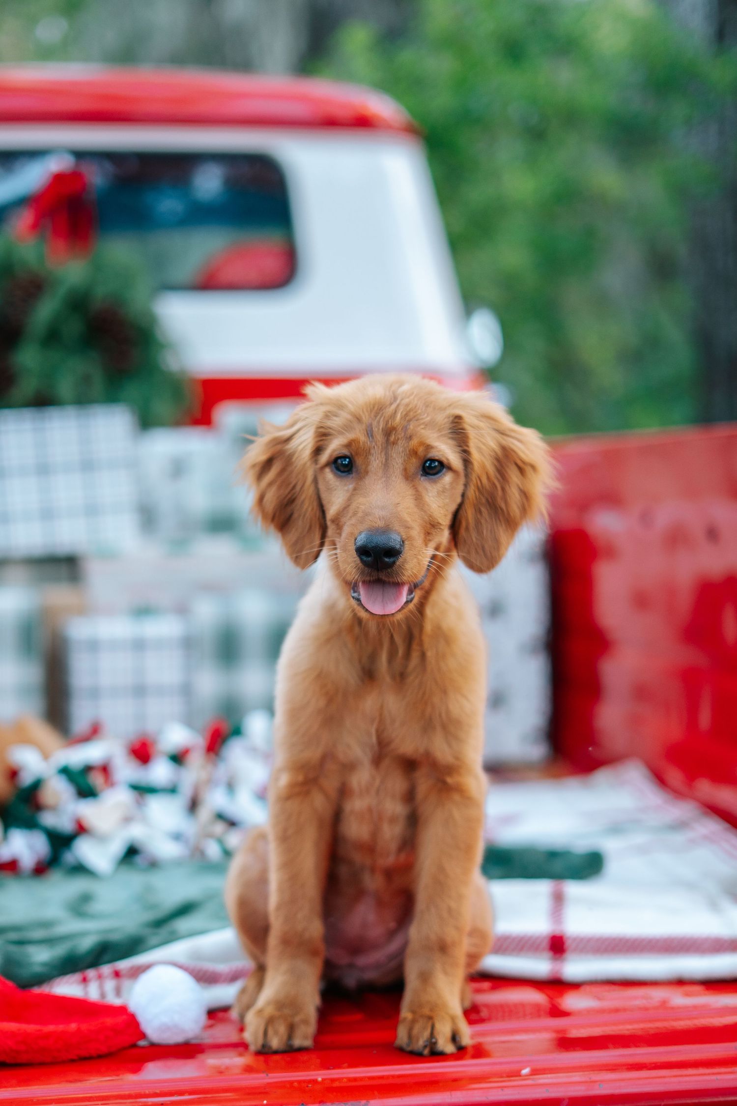 Golden retriever puppy sitting on red surface with festive Christmas decorations.