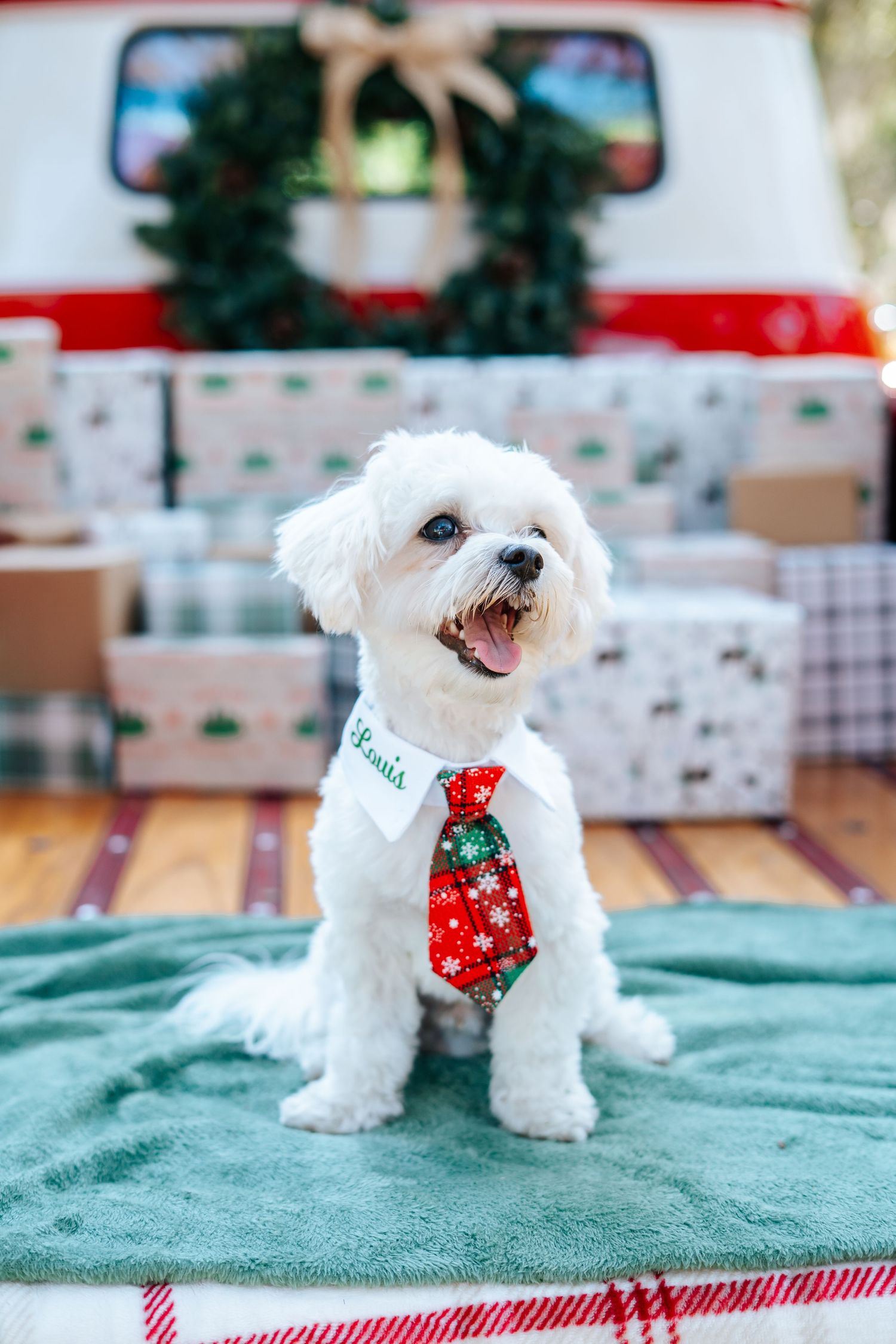 White fluffy puppy in red and green holiday tie sitting on plaid Christmas blanket.