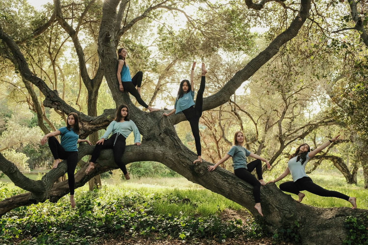 Group of dancers strike playful poses while perched in branches of large tree.