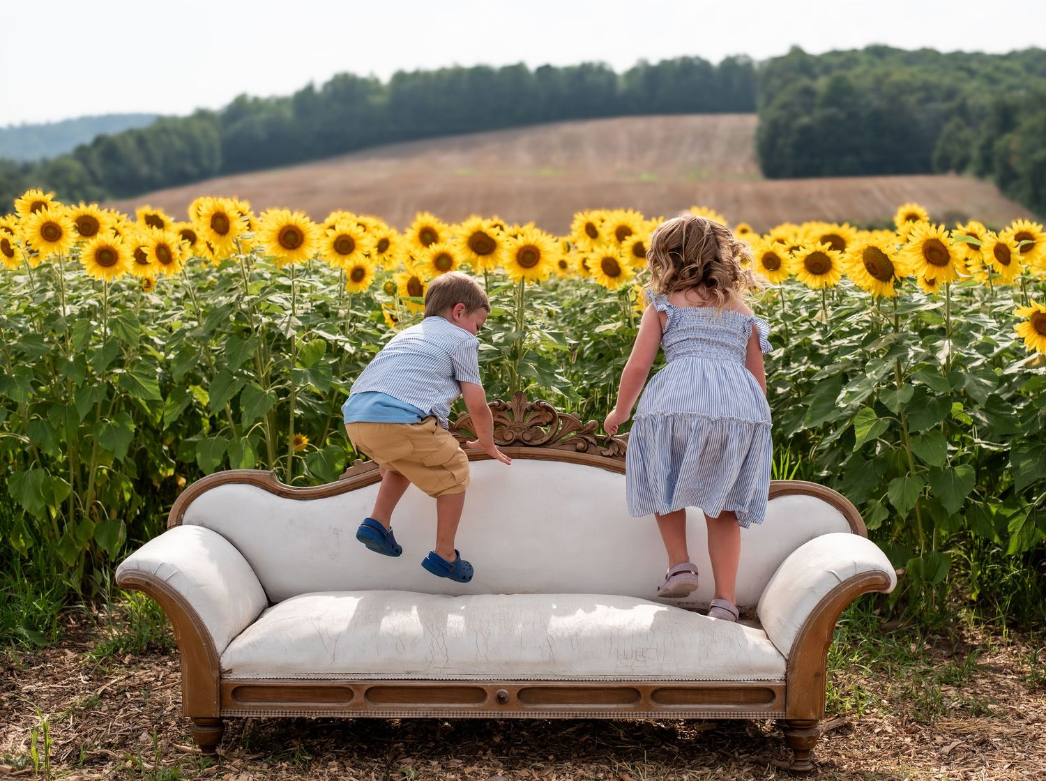 Two children standing on a vintage sofa in a vibrant sunflower field with rolling hills in the background.