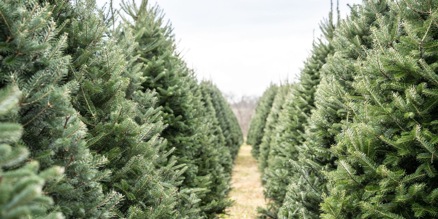 Rows of fresh green Christmas trees growing on a tree farm during harvest season.