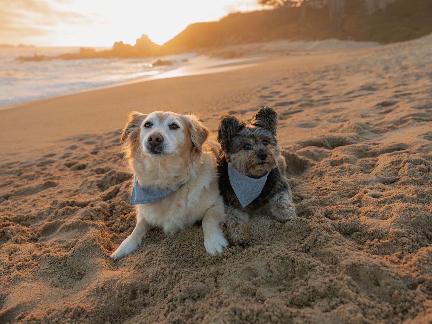 Two adorable dogs wearing bandanas lying together on sandy beach during a warm golden sunset.