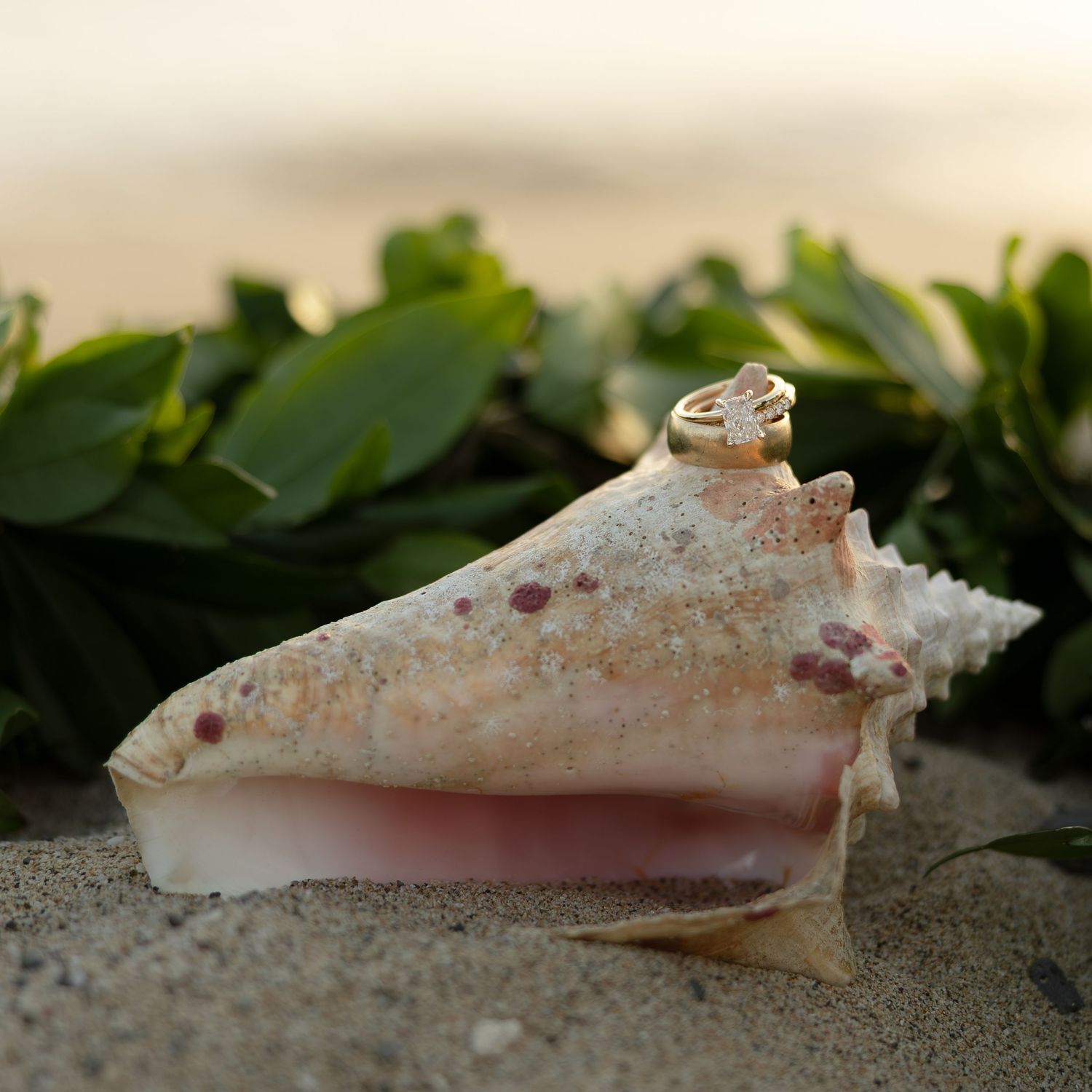 A conch shell with a decorative gold cap resting on sandy beach with tropical greenery in background.