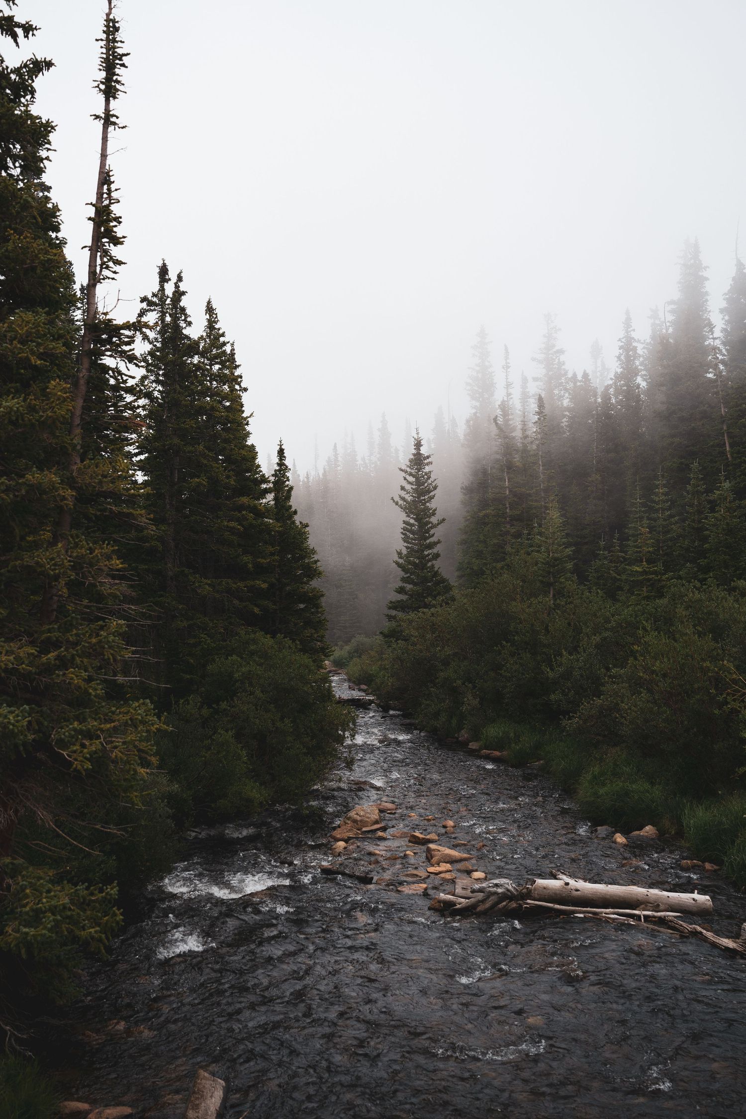 Misty forest stream flowing through dense evergreen trees.