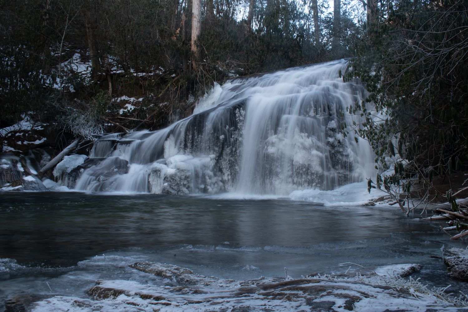 Owl Tree falls in winter