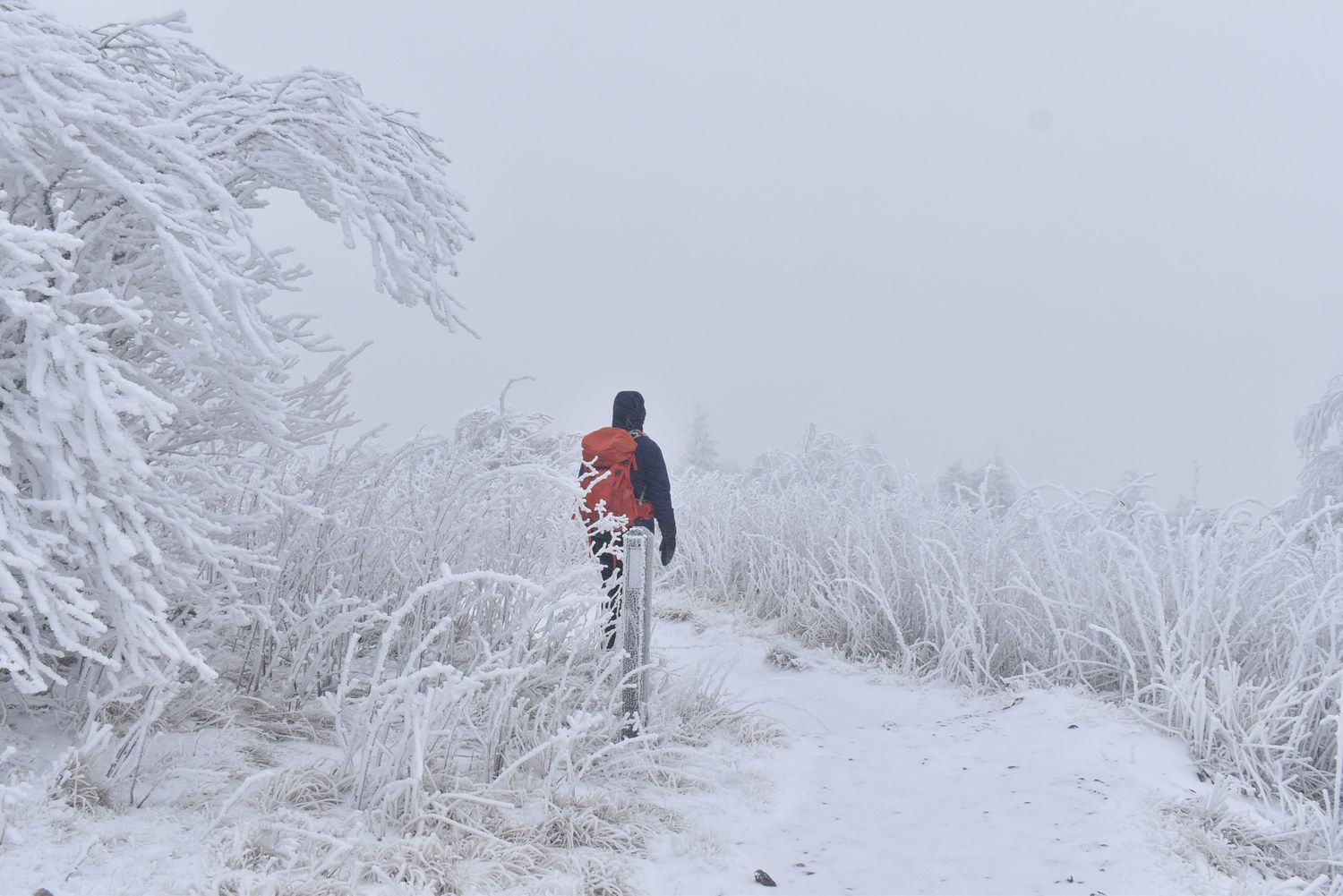 Snowy Day at roan