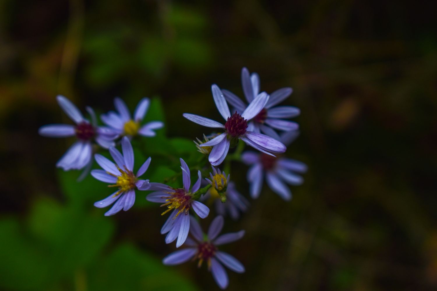 Blue wood Aster